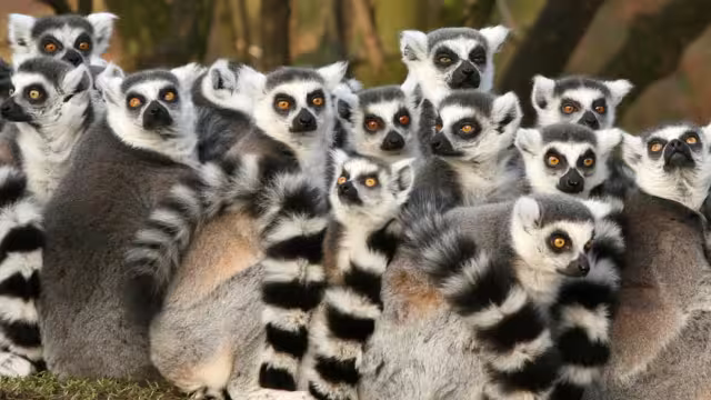 Madagascar Adventure - 1
