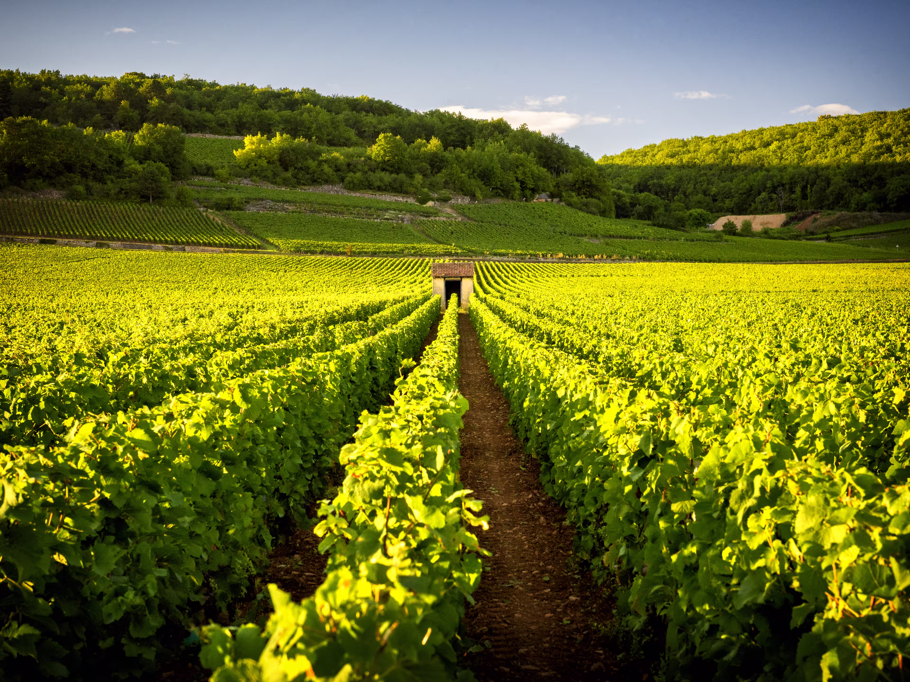 Weinberge Burgund