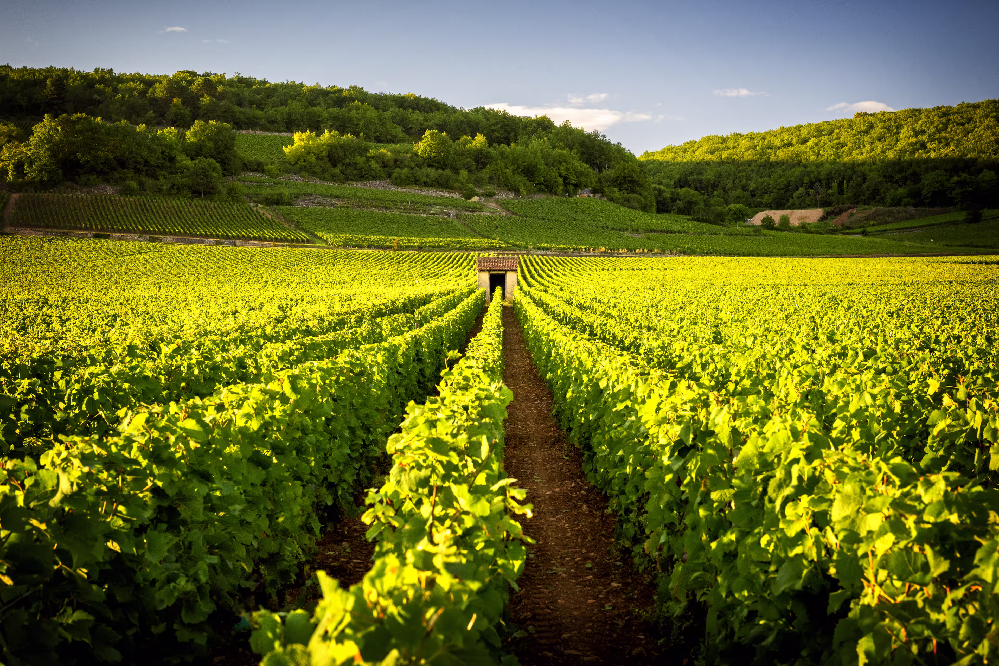 Weinberge Burgund