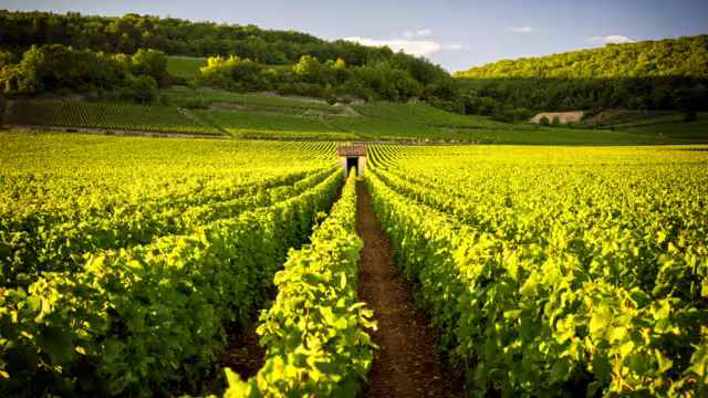 Weinberge Burgund