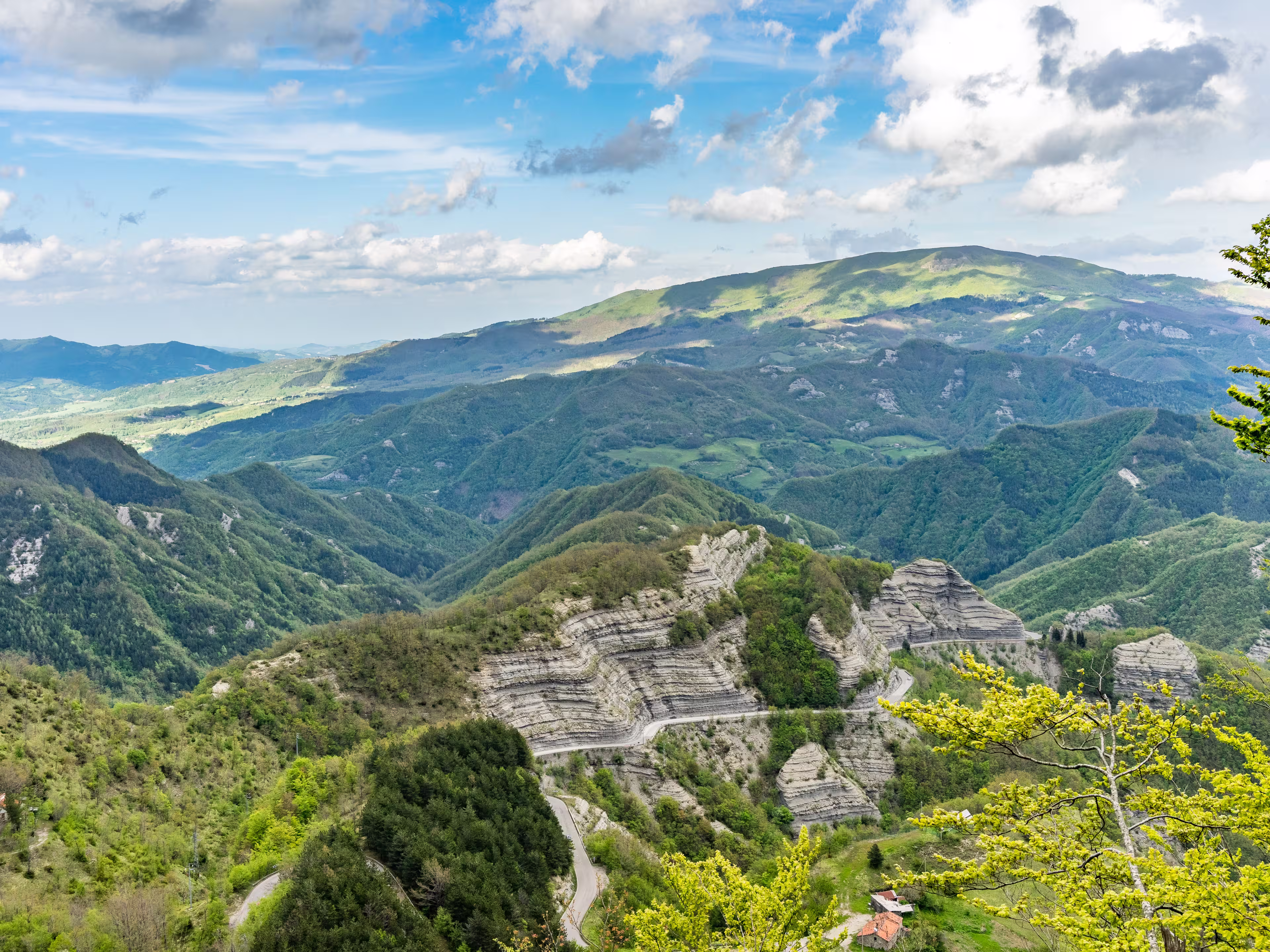 Green spring trees in the  Casentino Forests National Park