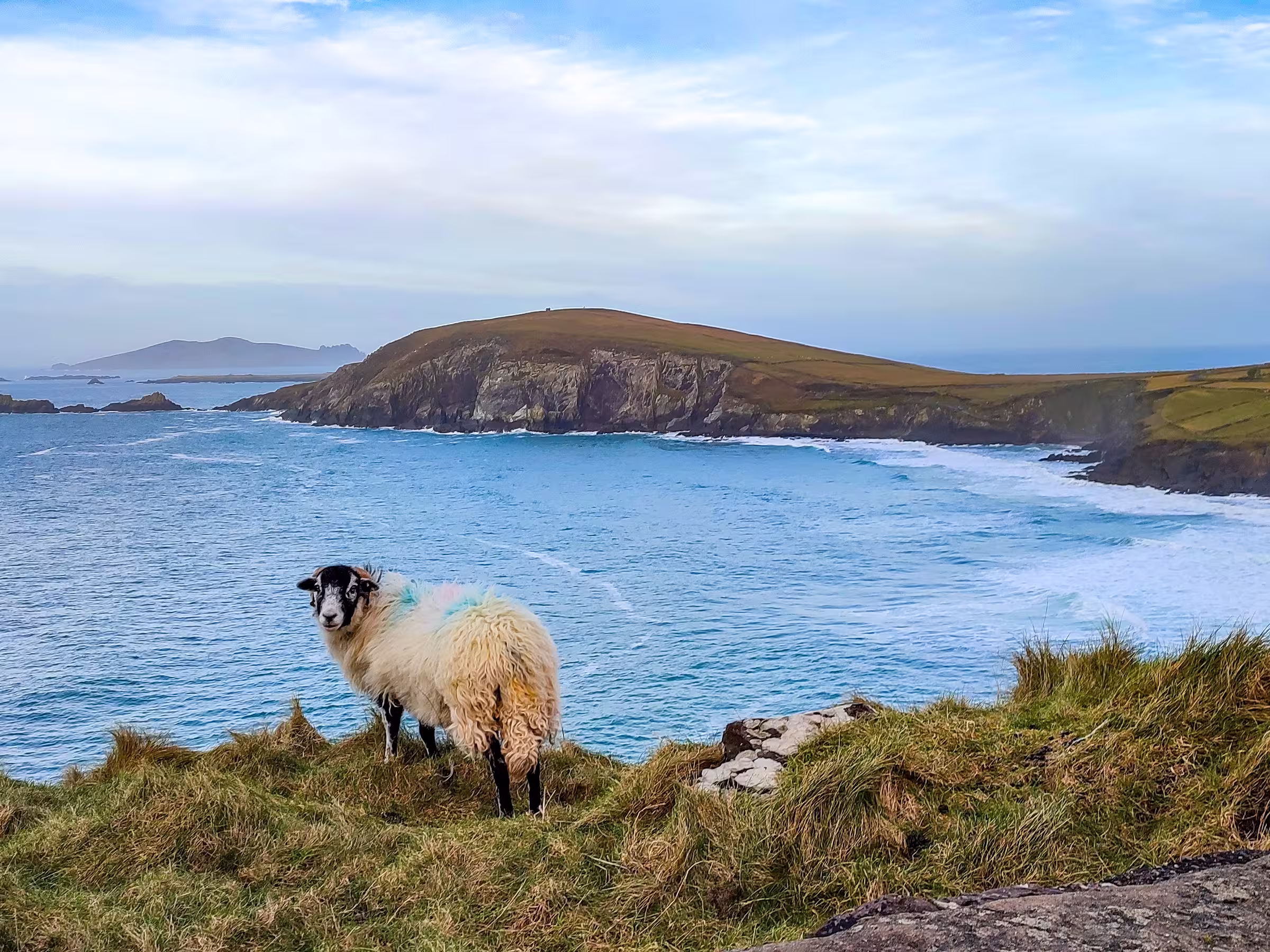 Early morning over Dingle peninsula, sheep on the shore looking at you