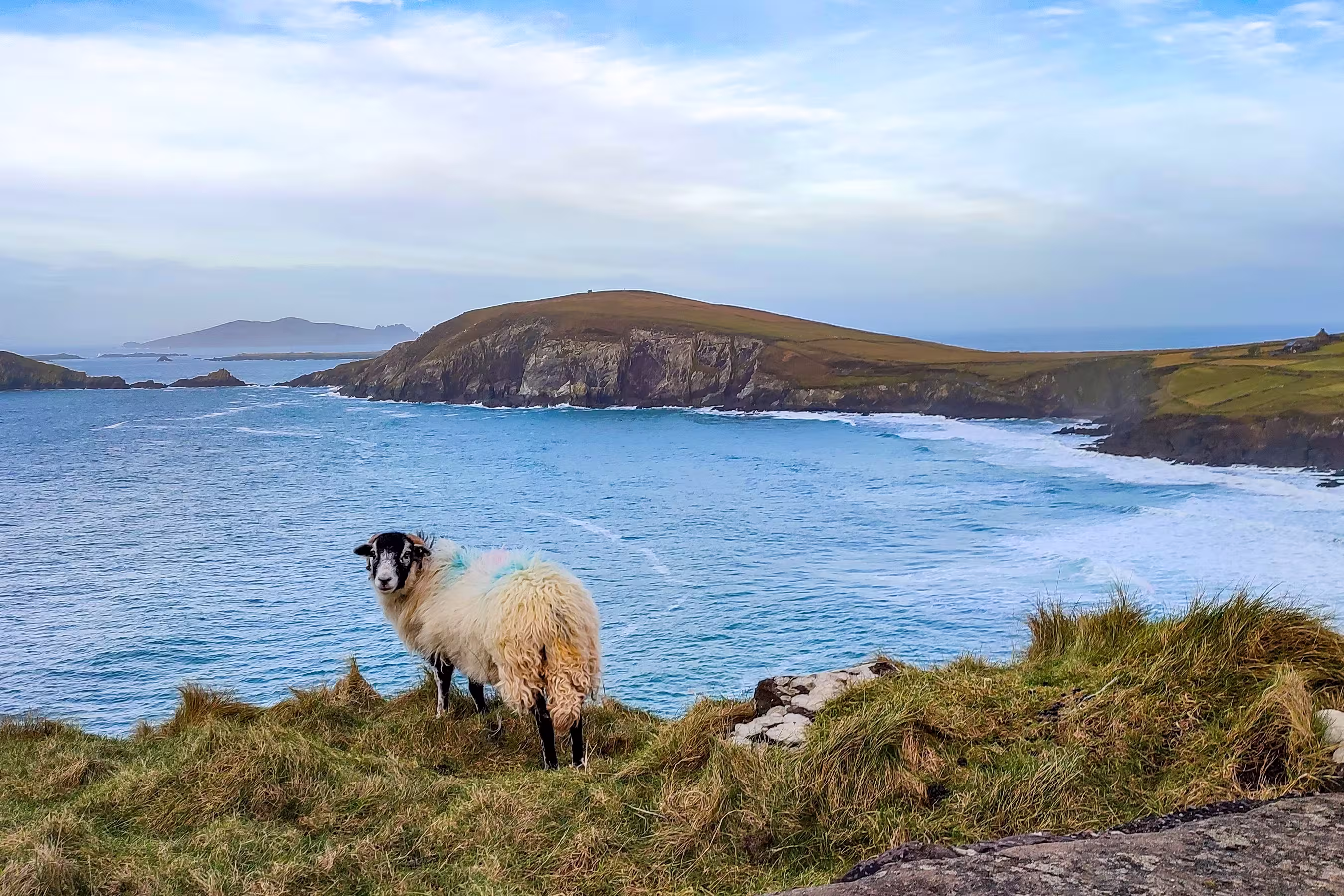 Early morning over Dingle peninsula, sheep on the shore looking at you