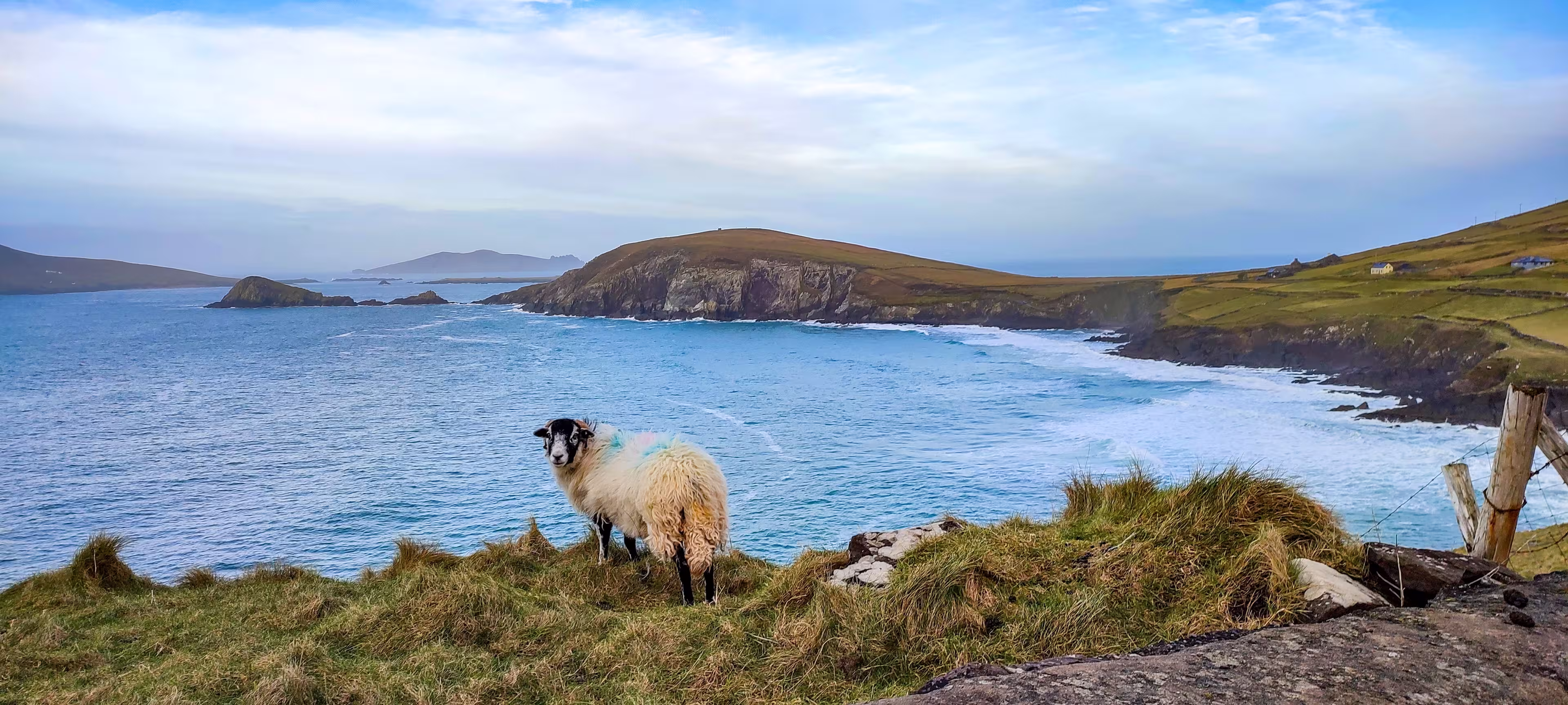 Early morning over Dingle peninsula, sheep on the shore looking at you