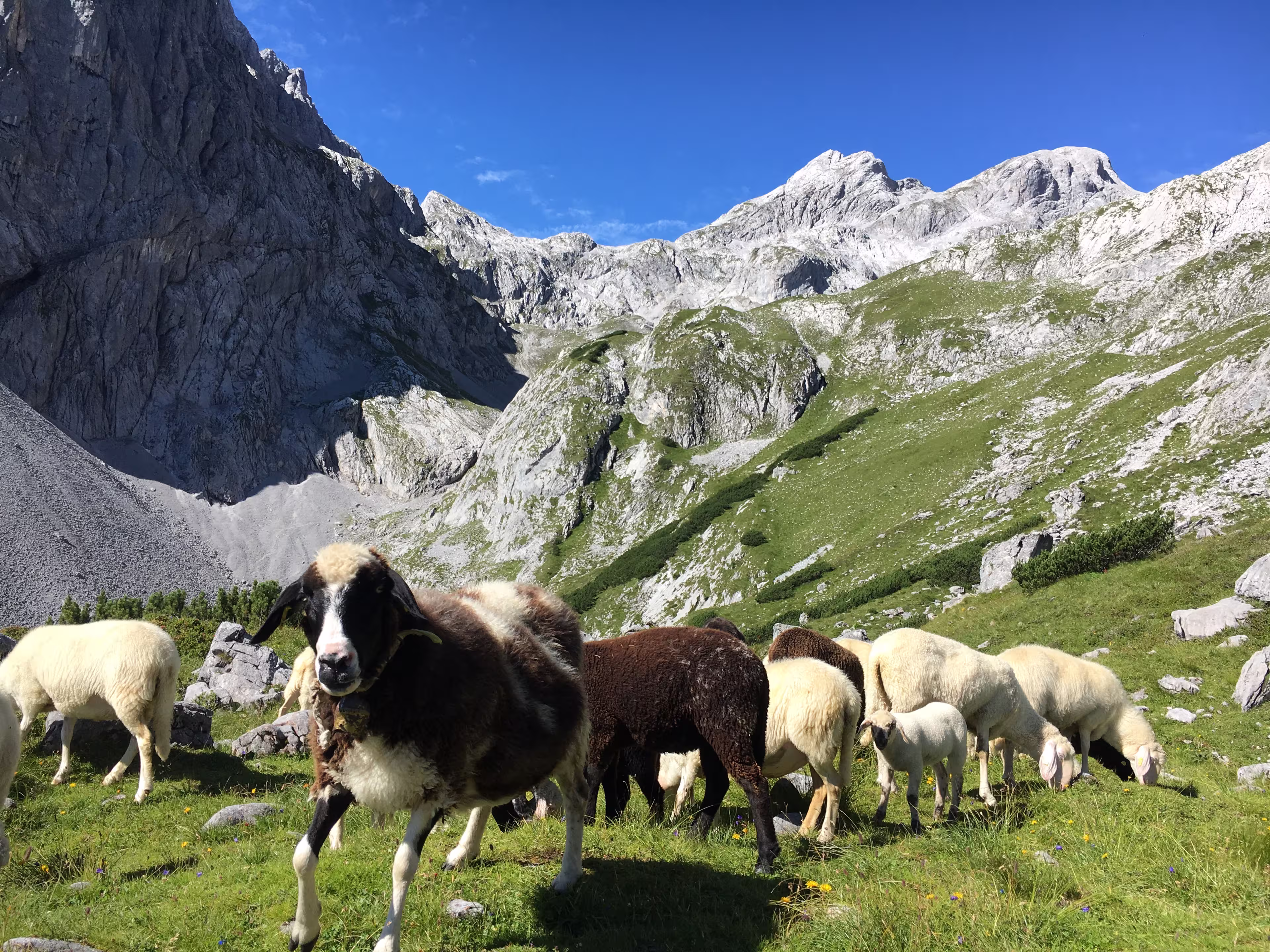Schaf auf dem Berg