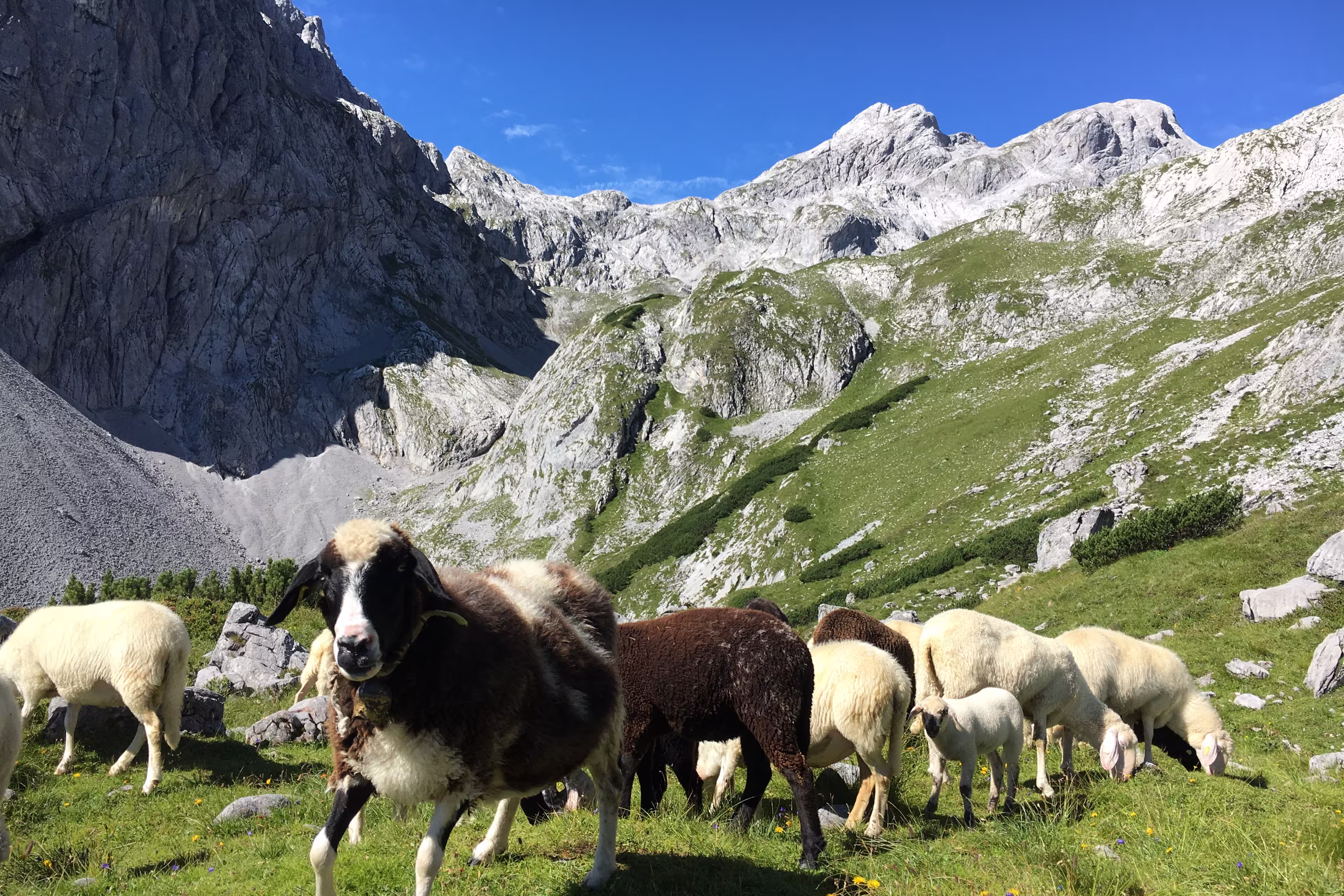 Schaf auf dem Berg