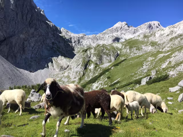 Schaf auf dem Berg