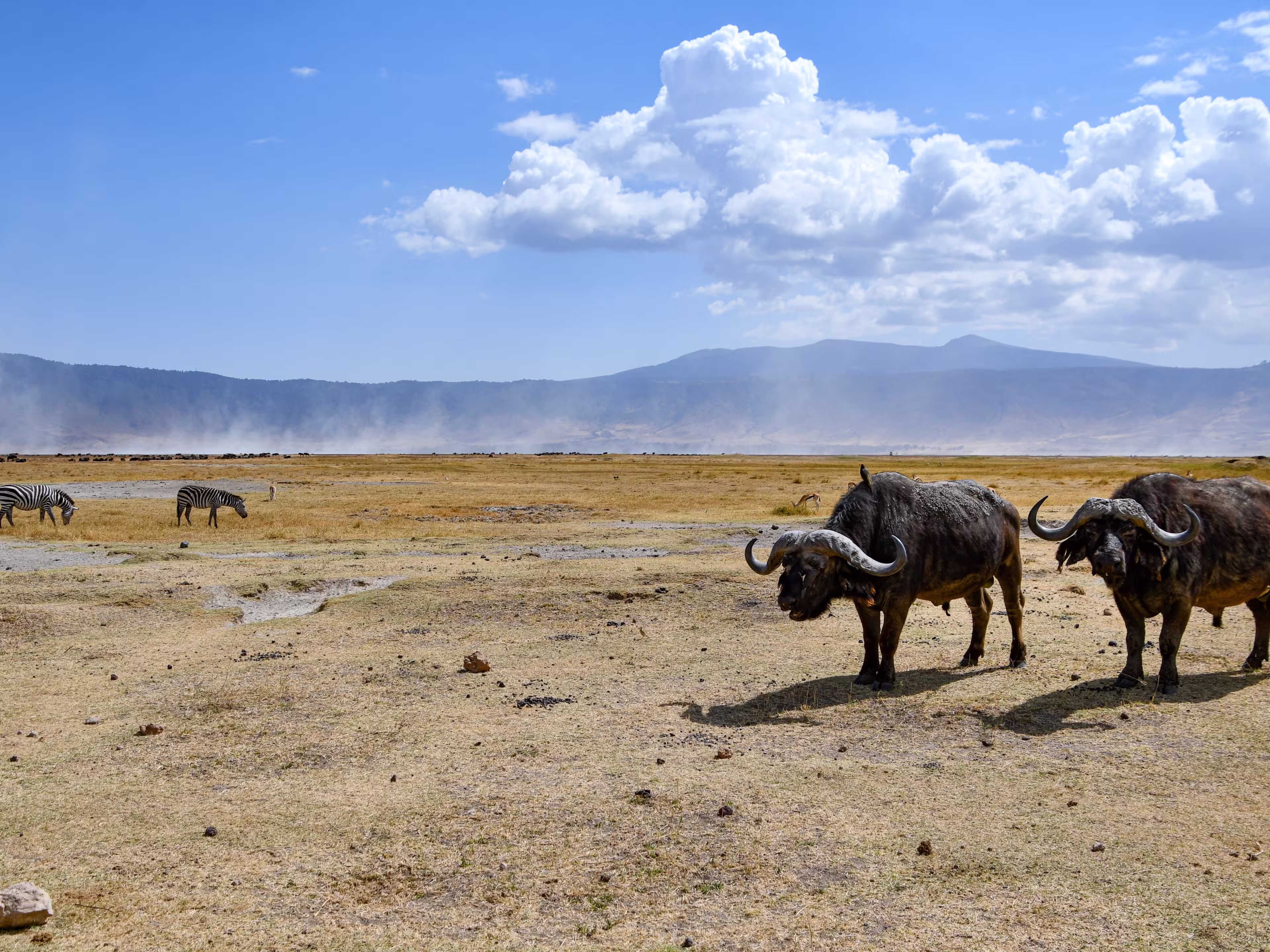 Buffalo herd in Ngorongoro Crater with zebras in background, Tanzania.
