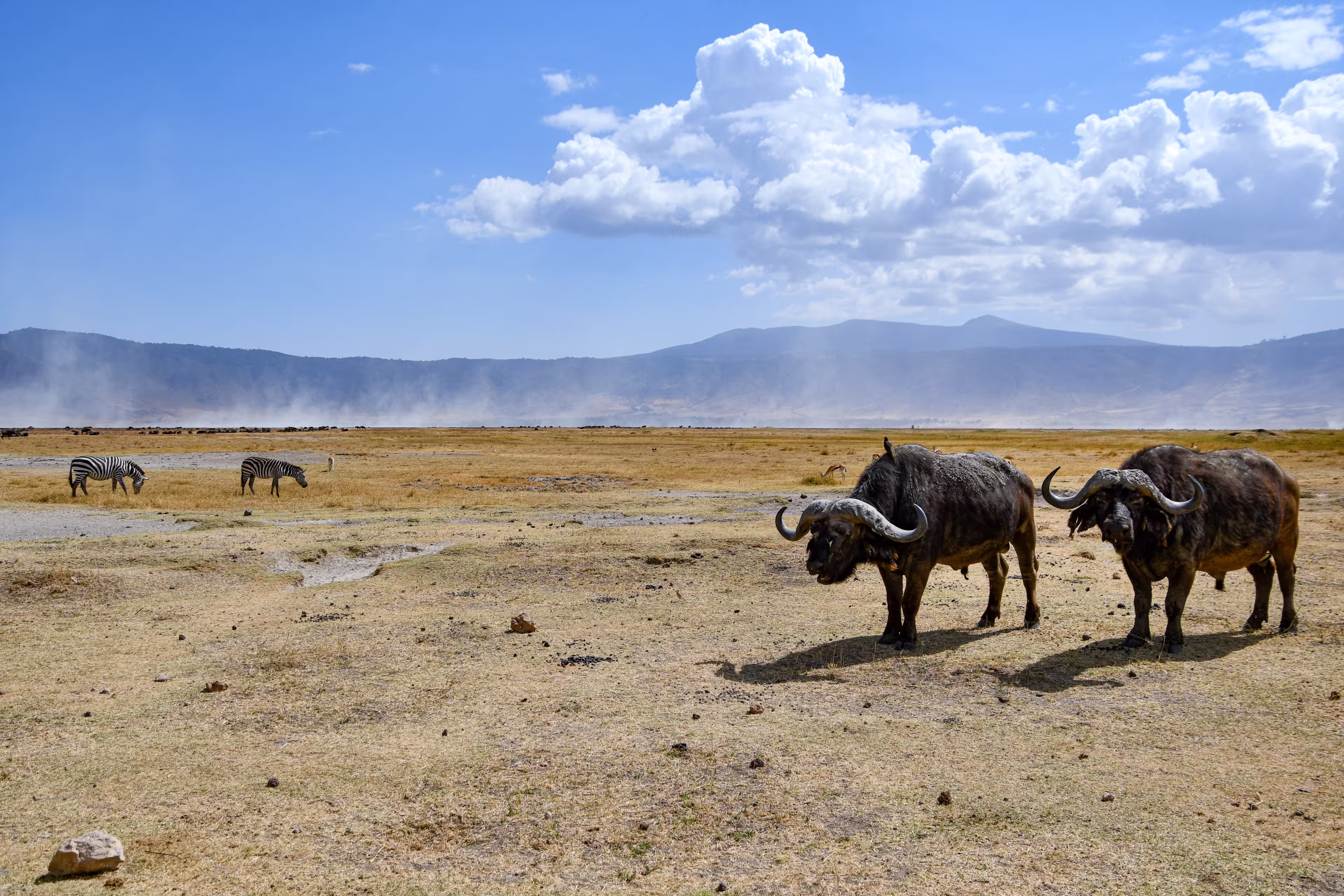 Buffalo herd in Ngorongoro Crater with zebras in background, Tanzania.