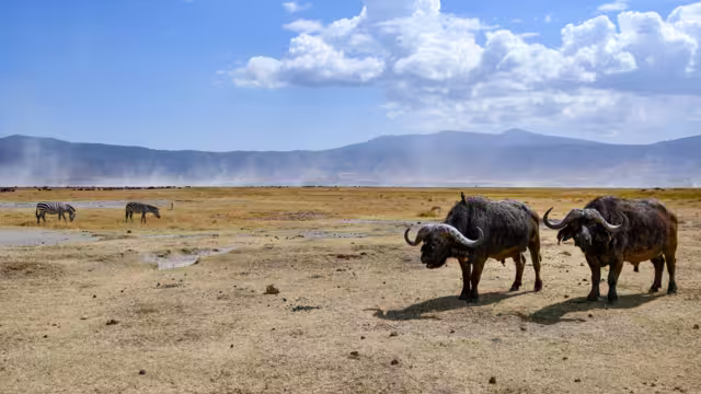 Buffalo herd in Ngorongoro Crater with zebras in background, Tanzania.