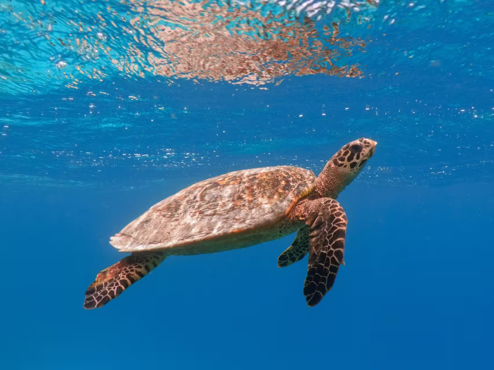 Snorkel with the beautiful hawksbill turtles off the Lambai Island in Taiwan