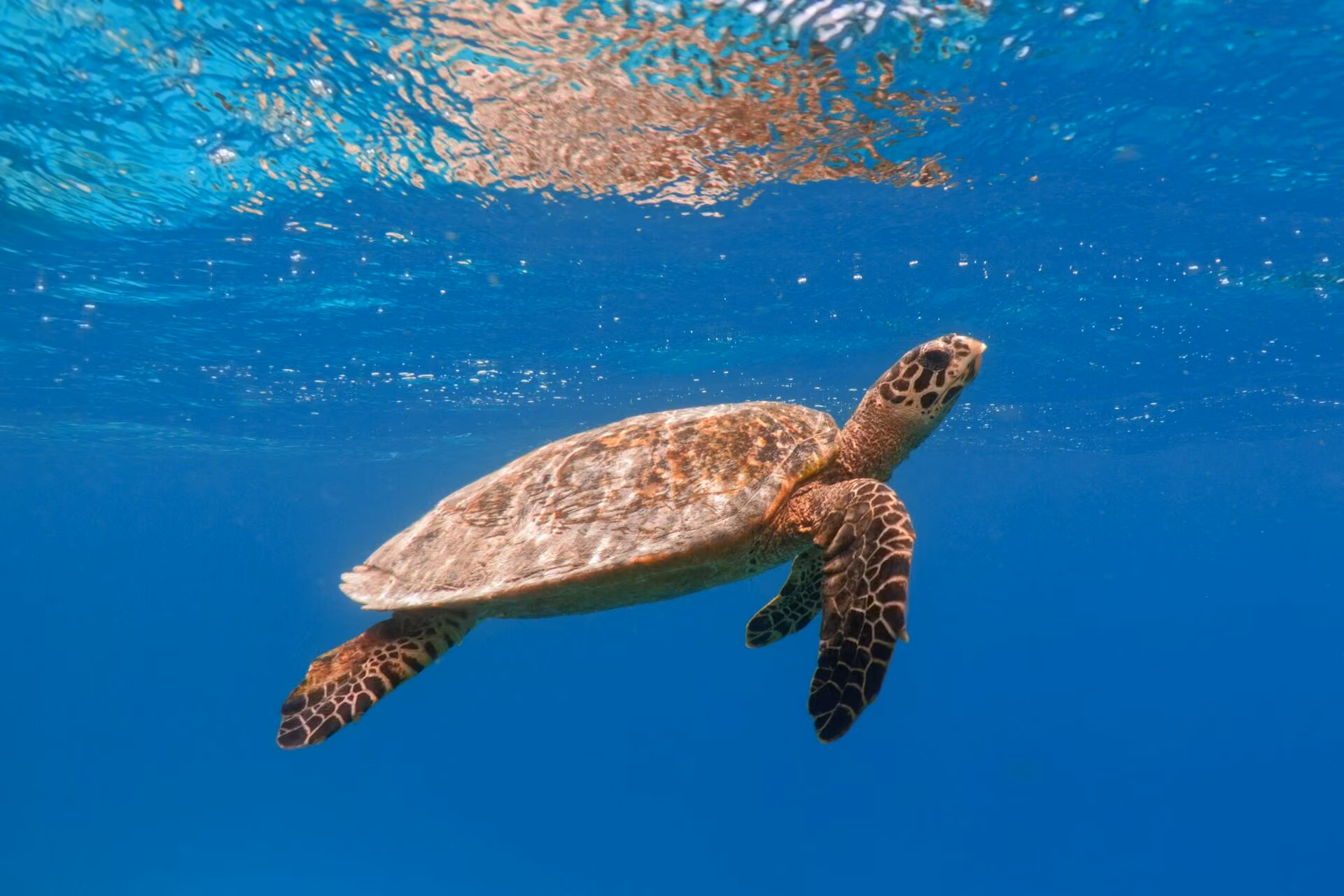 Snorkel with the beautiful hawksbill turtles off the Lambai Island in Taiwan