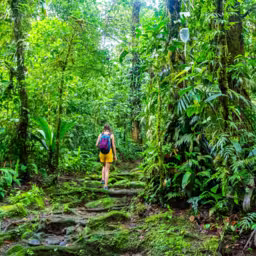 girl photographer walks through dense Costa Rican tropical rainforest; hiking through the jungle in Costa Rica's braulio carrillo national park near san jose
