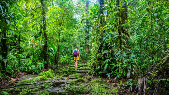 girl photographer walks through dense Costa Rican tropical rainforest; hiking through the jungle in Costa Rica's braulio carrillo national park near san jose