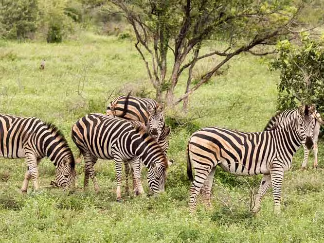 Zebra herd grazes in Kruger National Park
