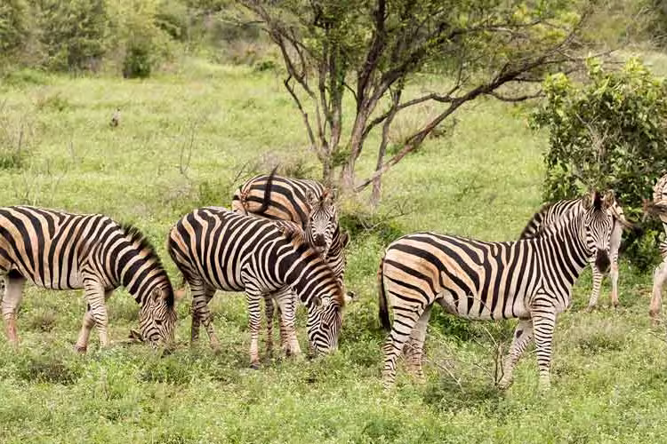 Zebra herd grazes in Kruger National Park
