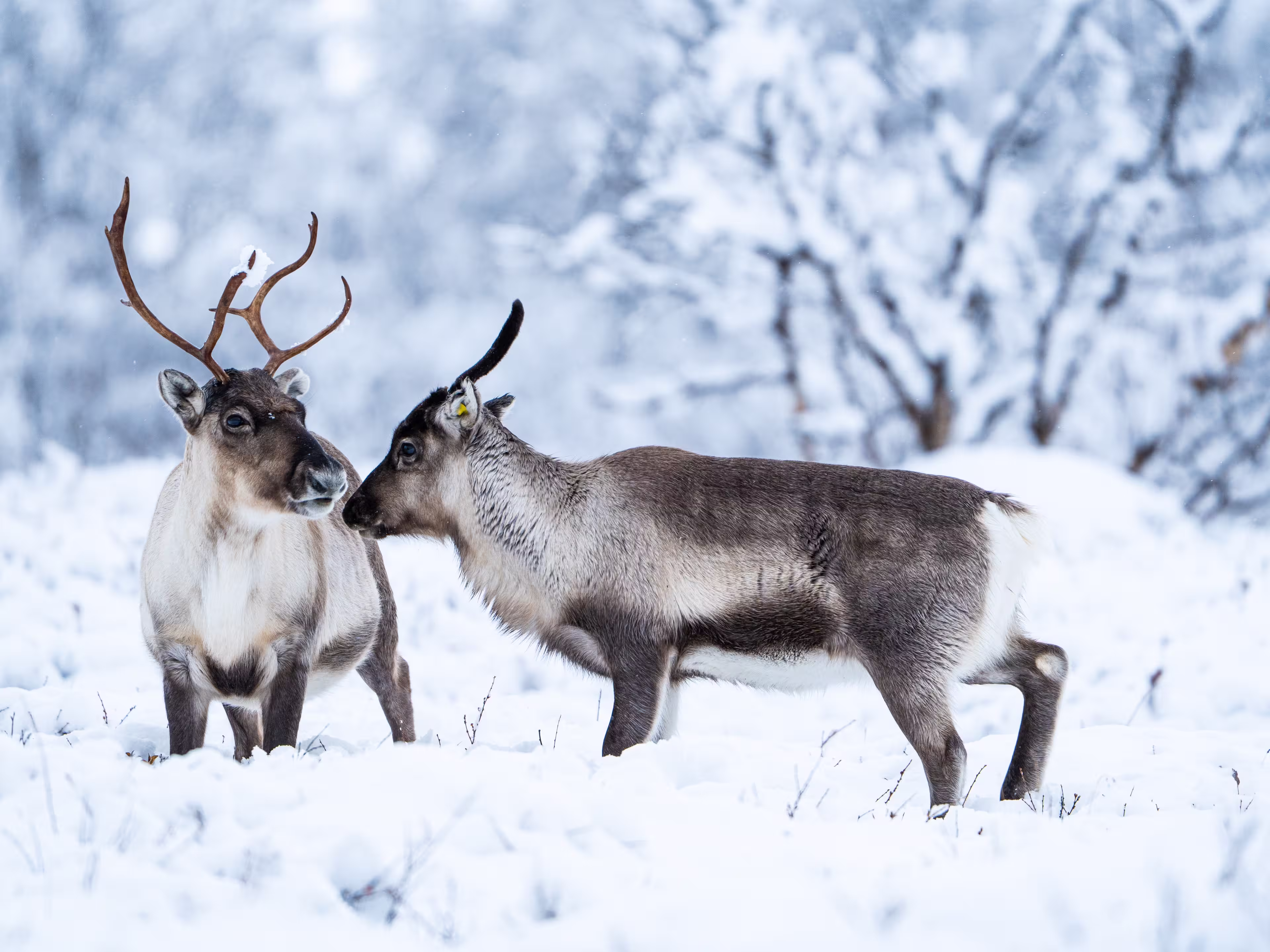 Reindeer in arctic mountains lapland