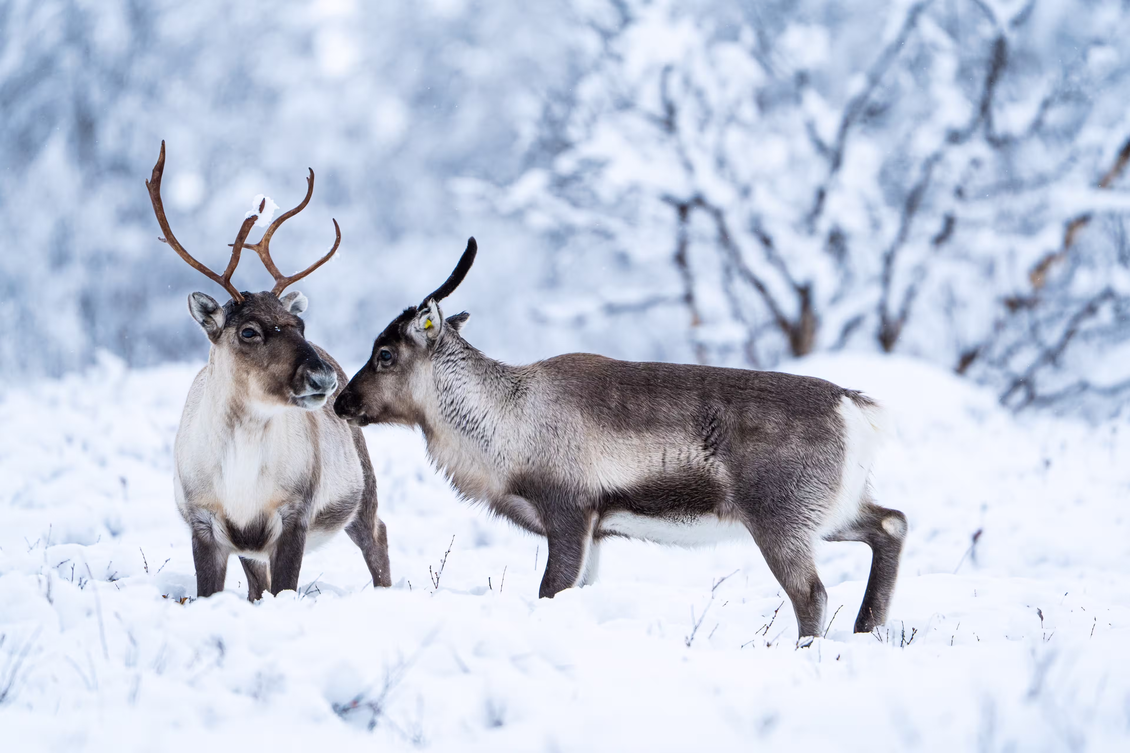 Reindeer in arctic mountains lapland