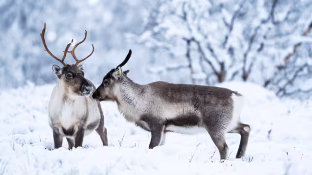 Reindeer in arctic mountains lapland