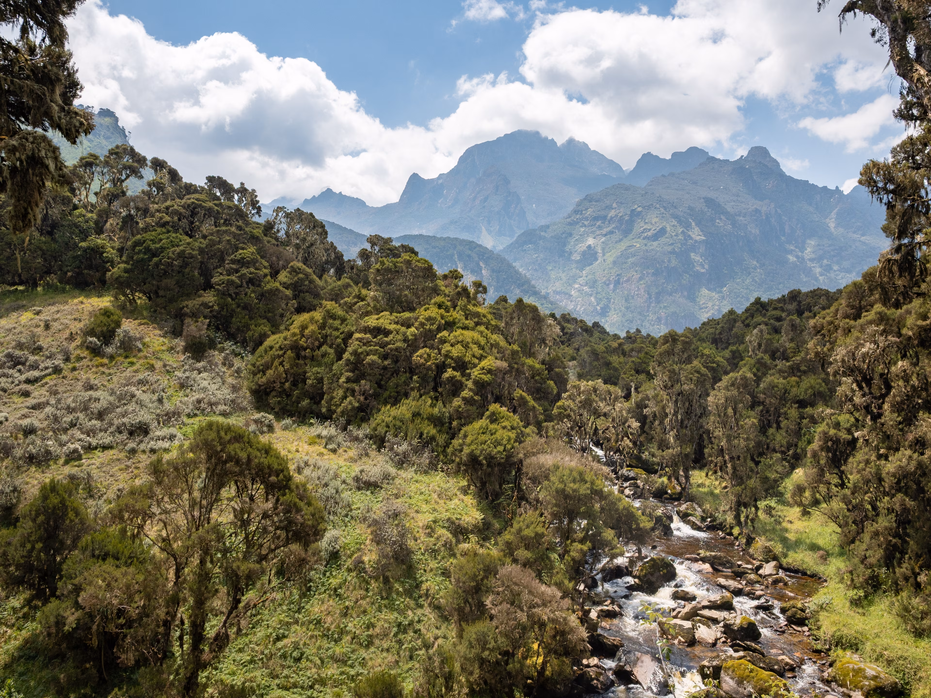 Scenic mountain rainforest landscape in the Rwenzori Mountains, Uganda, with a flowing river in a green valley and dramatic peaks in the background. Remote African highlands with rich vegetation, biodiversity and pristine wilderness. Nature conservation and adventure travel concept.
