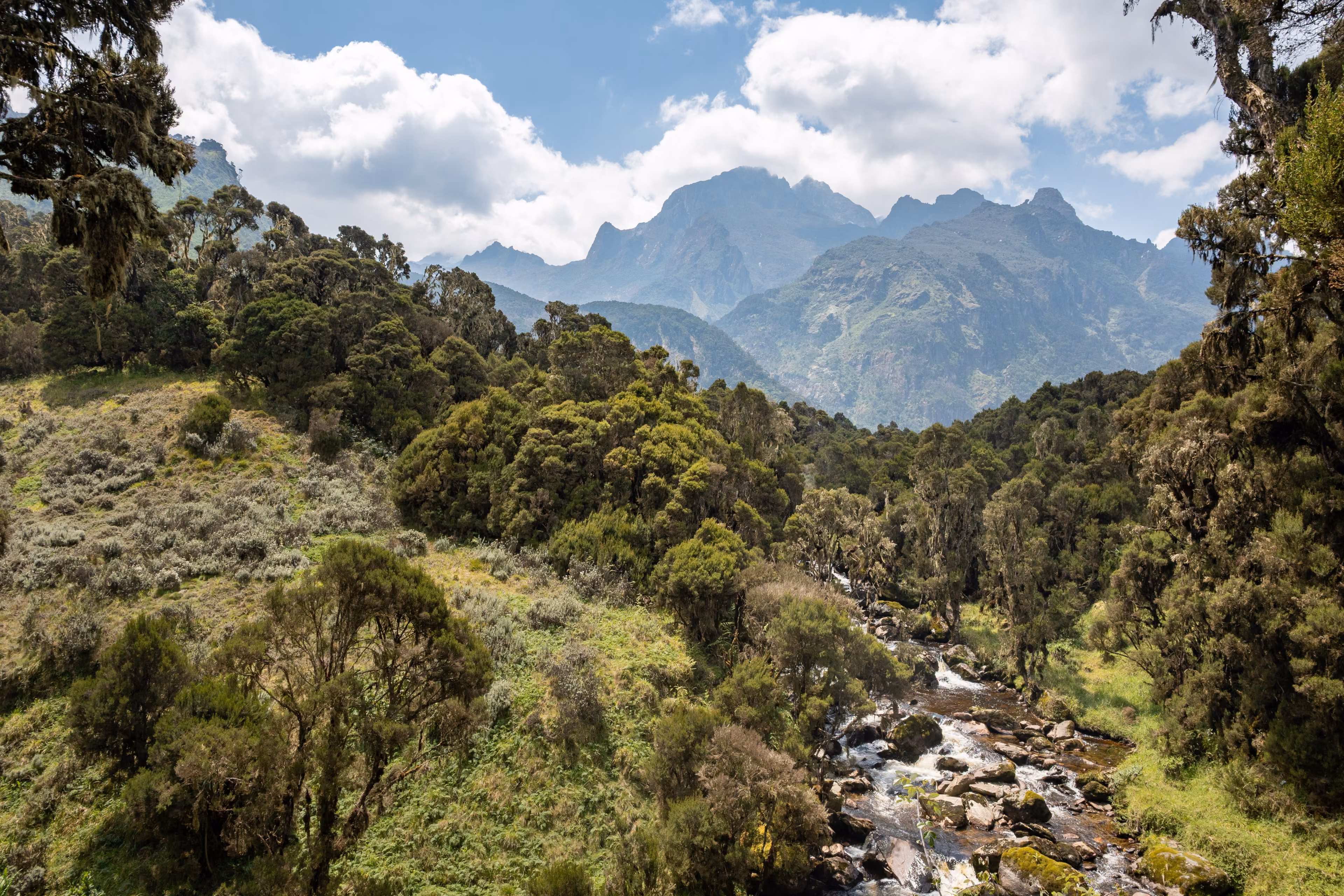 Scenic mountain rainforest landscape in the Rwenzori Mountains, Uganda, with a flowing river in a green valley and dramatic peaks in the background. Remote African highlands with rich vegetation, biodiversity and pristine wilderness. Nature conservation and adventure travel concept.