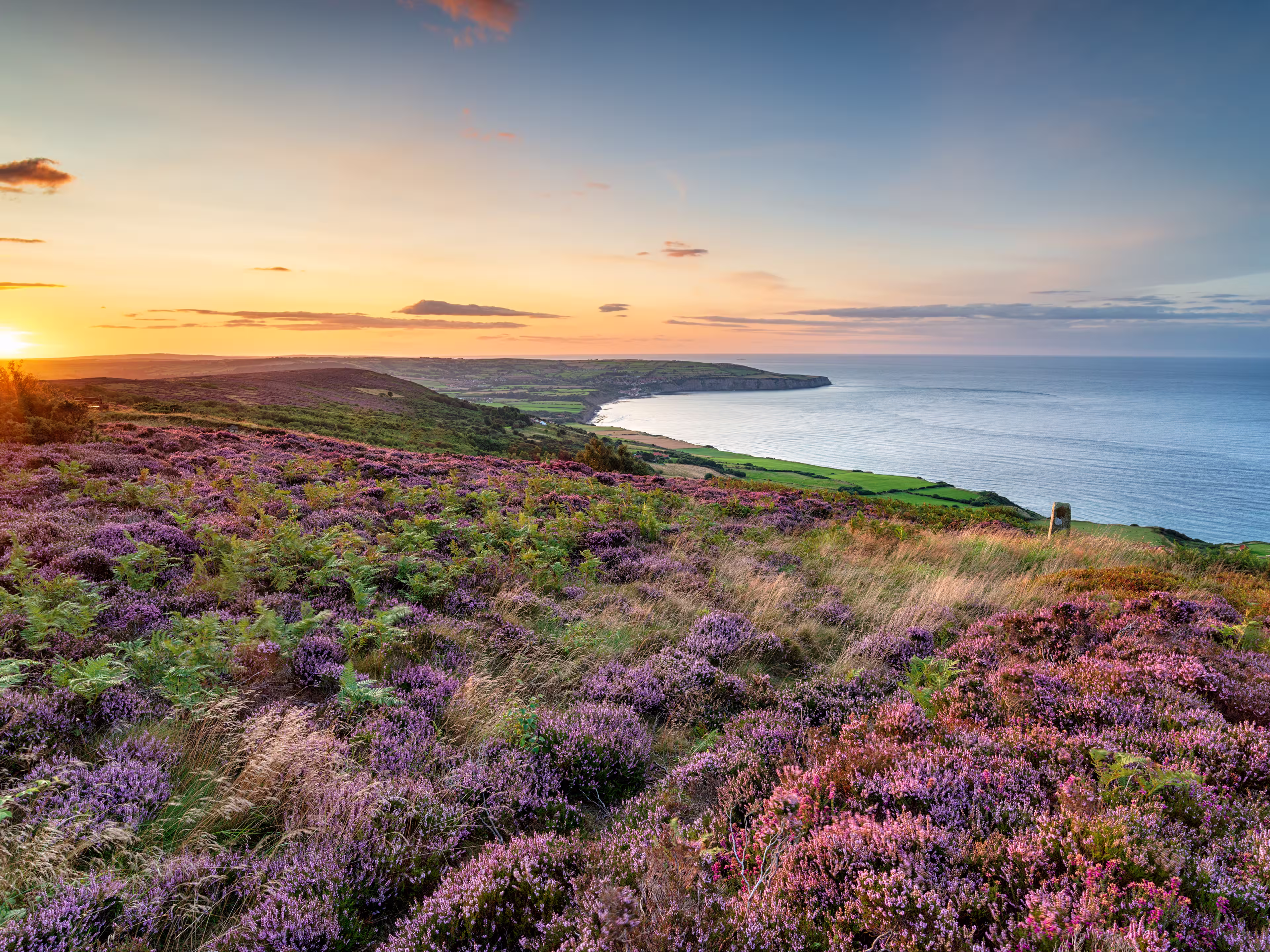 Summer heather in bloom on the North York Moors national park at Ravenscar and looking out to Robin Hood's Bay