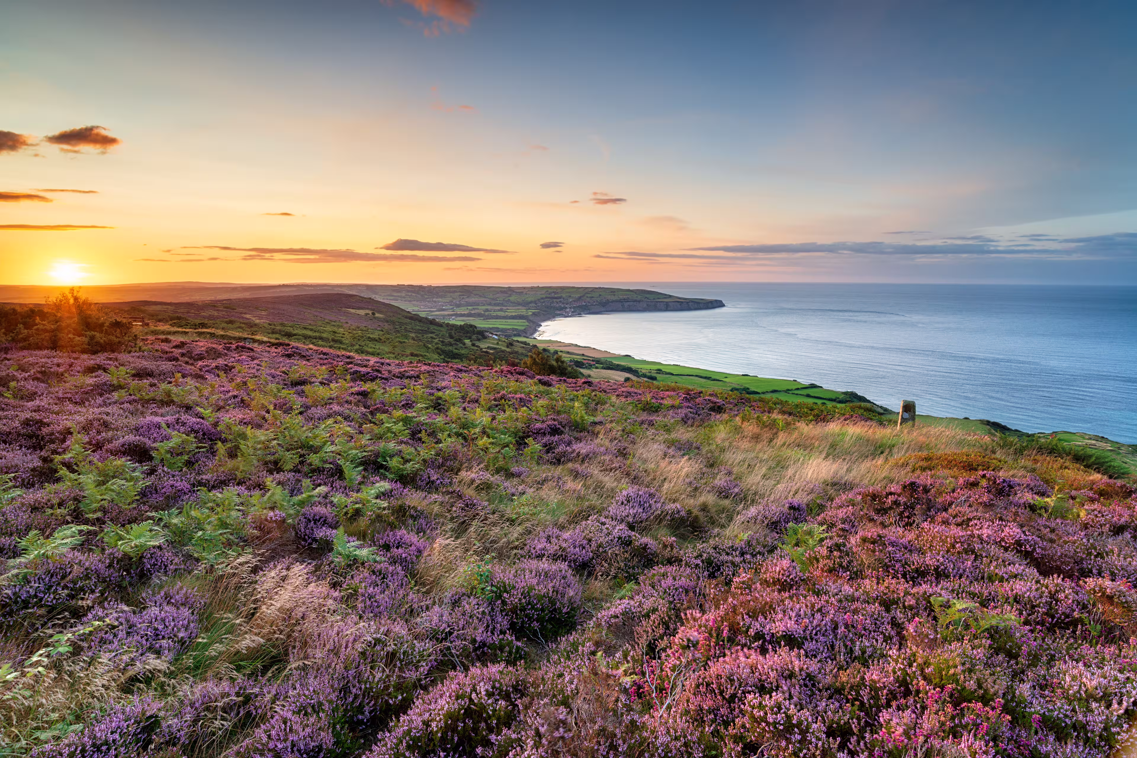 Summer heather in bloom on the North York Moors national park at Ravenscar and looking out to Robin Hood's Bay