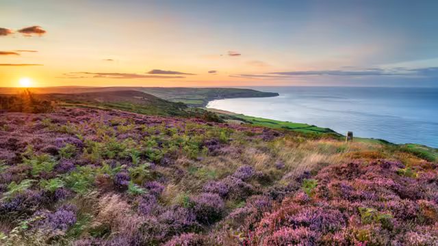 Summer heather in bloom on the North York Moors national park at Ravenscar and looking out to Robin Hood's Bay