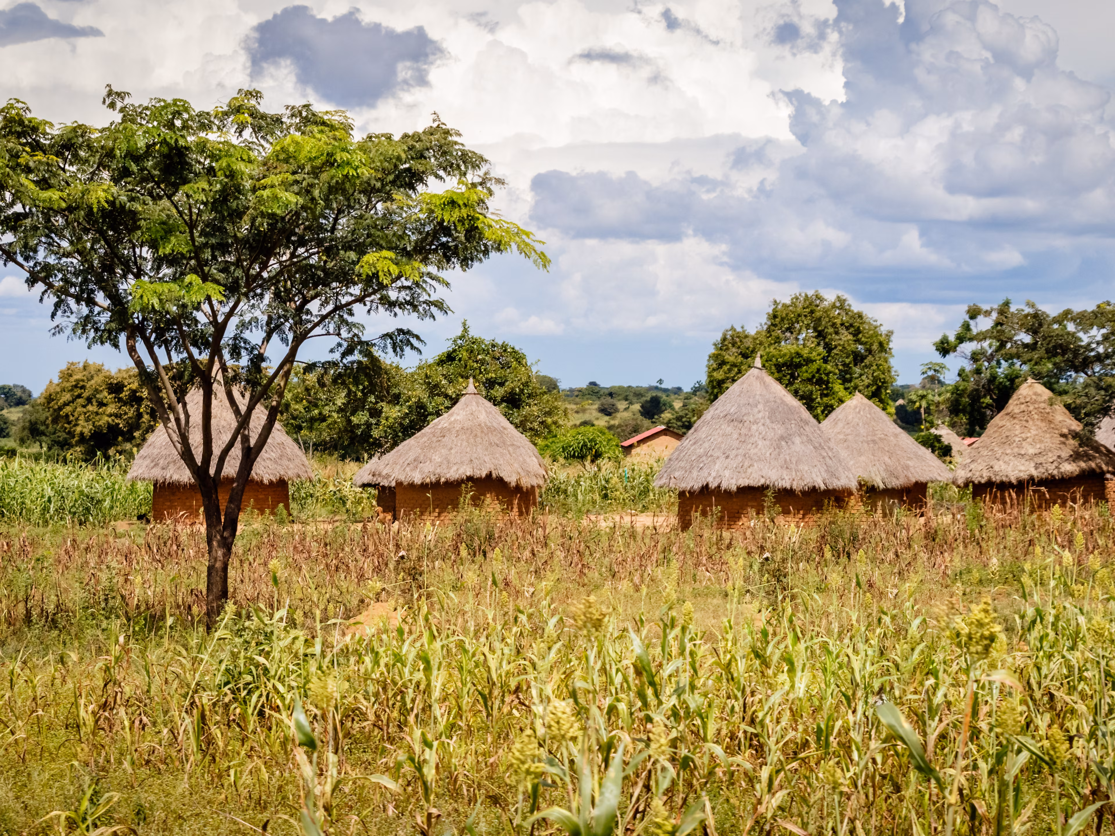 Typical Uganda huts. Most of the inhabitants live in thatched huts with mud and wattle walls. During the rainy season it is a very difficult task to keep huts stable and dry.