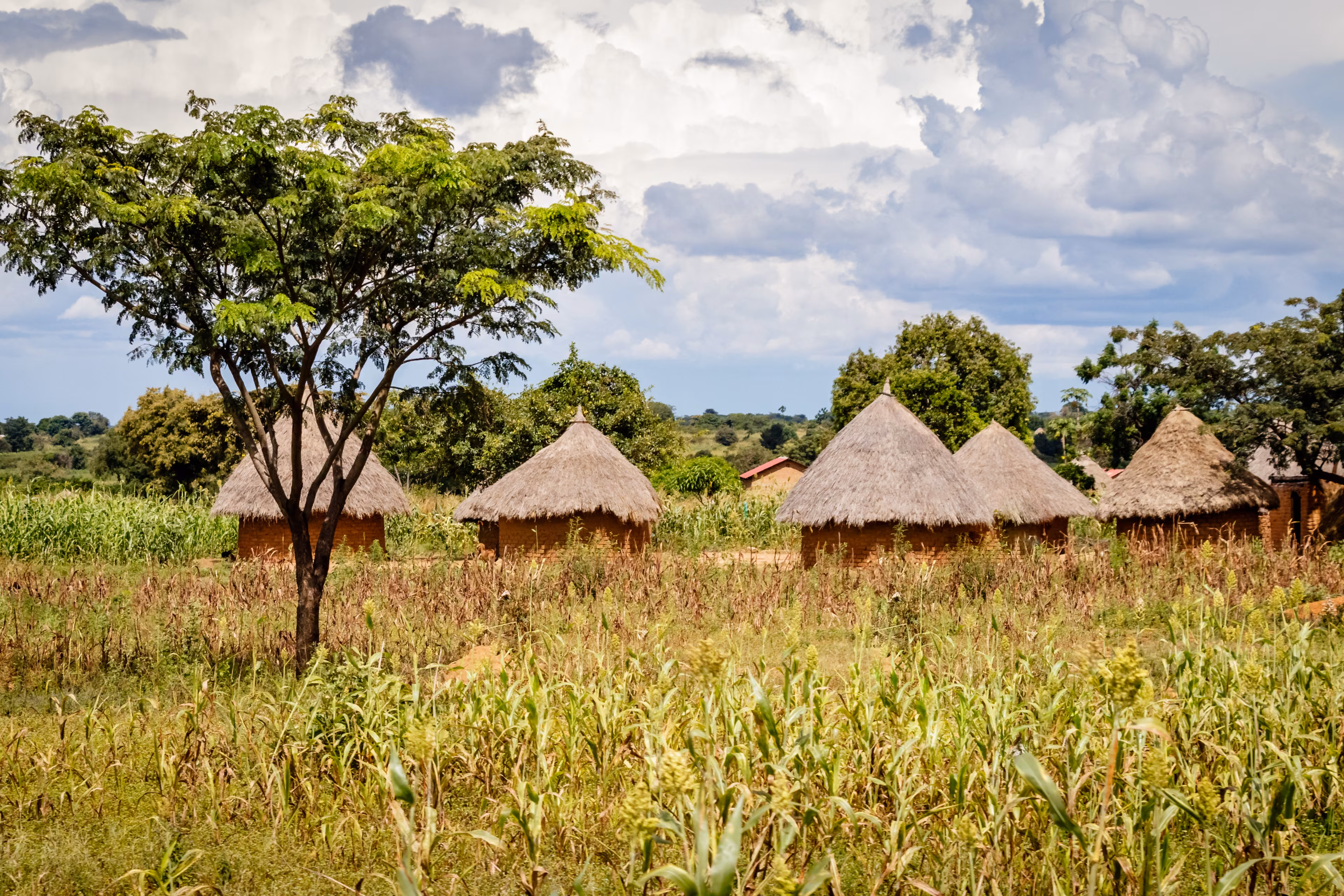 Typical Uganda huts. Most of the inhabitants live in thatched huts with mud and wattle walls. During the rainy season it is a very difficult task to keep huts stable and dry.