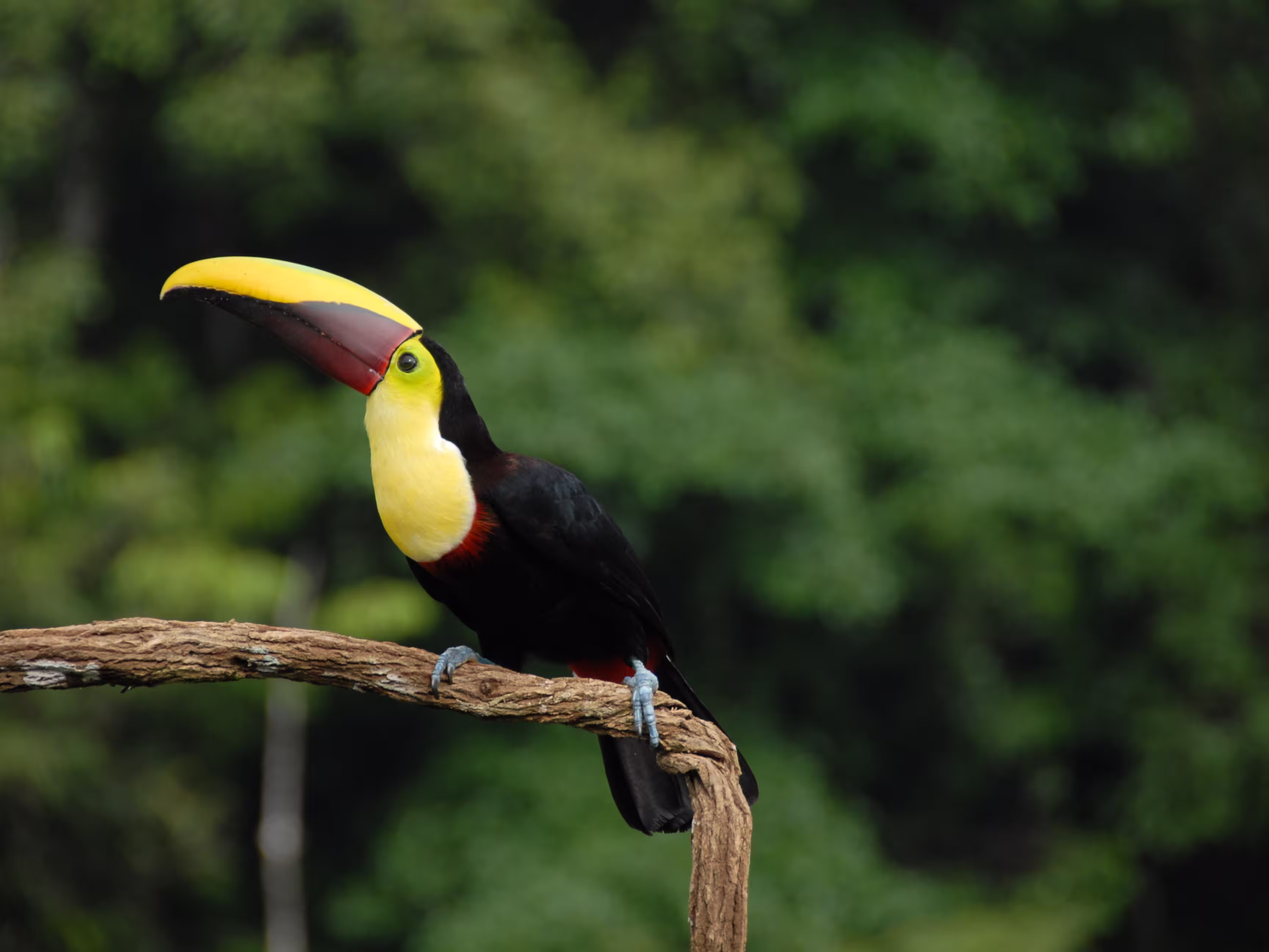 Tukan in Costa Rica
