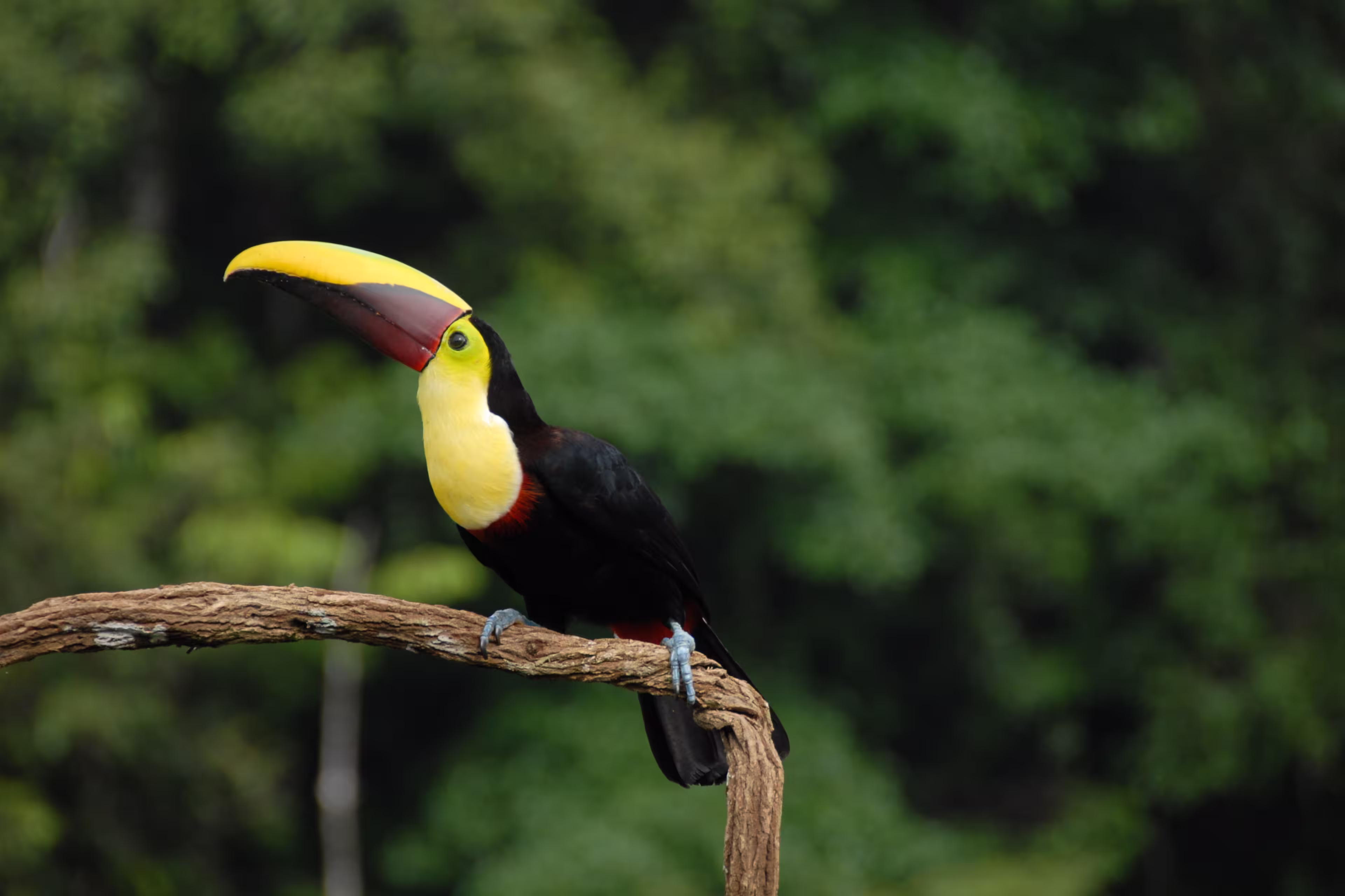 Tukan in Costa Rica