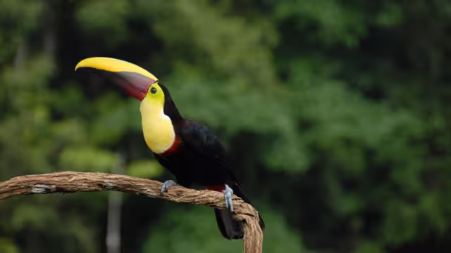 Tukan in Costa Rica