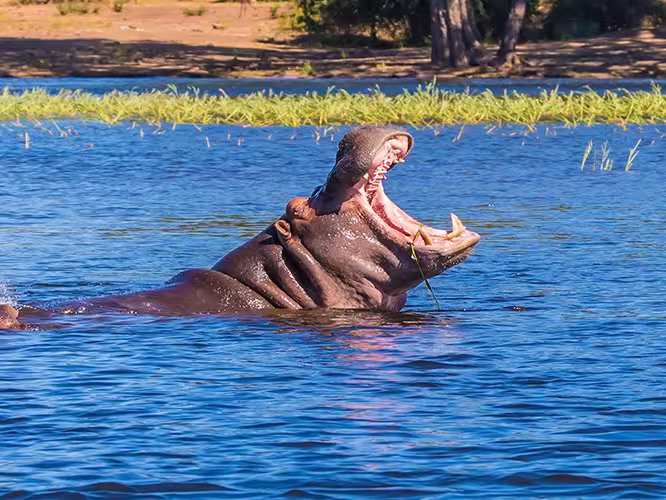 The wildlife in Chobe National Park is breathtaking