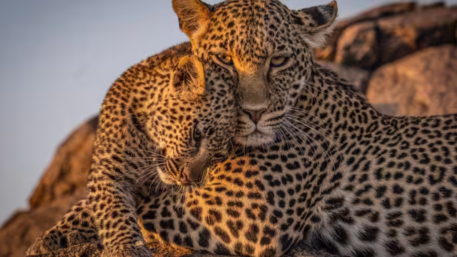 a leopard cub is seen with his mother in Tanzania Serengeti on 16 November 2025