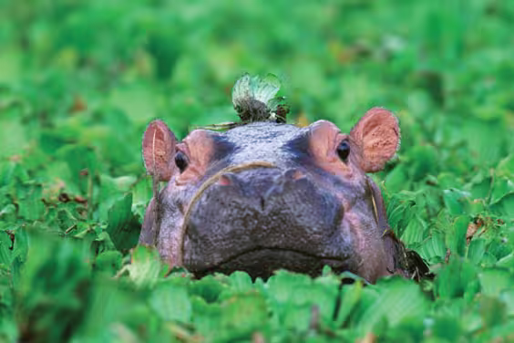 Baby hippopotamus, Tanzania