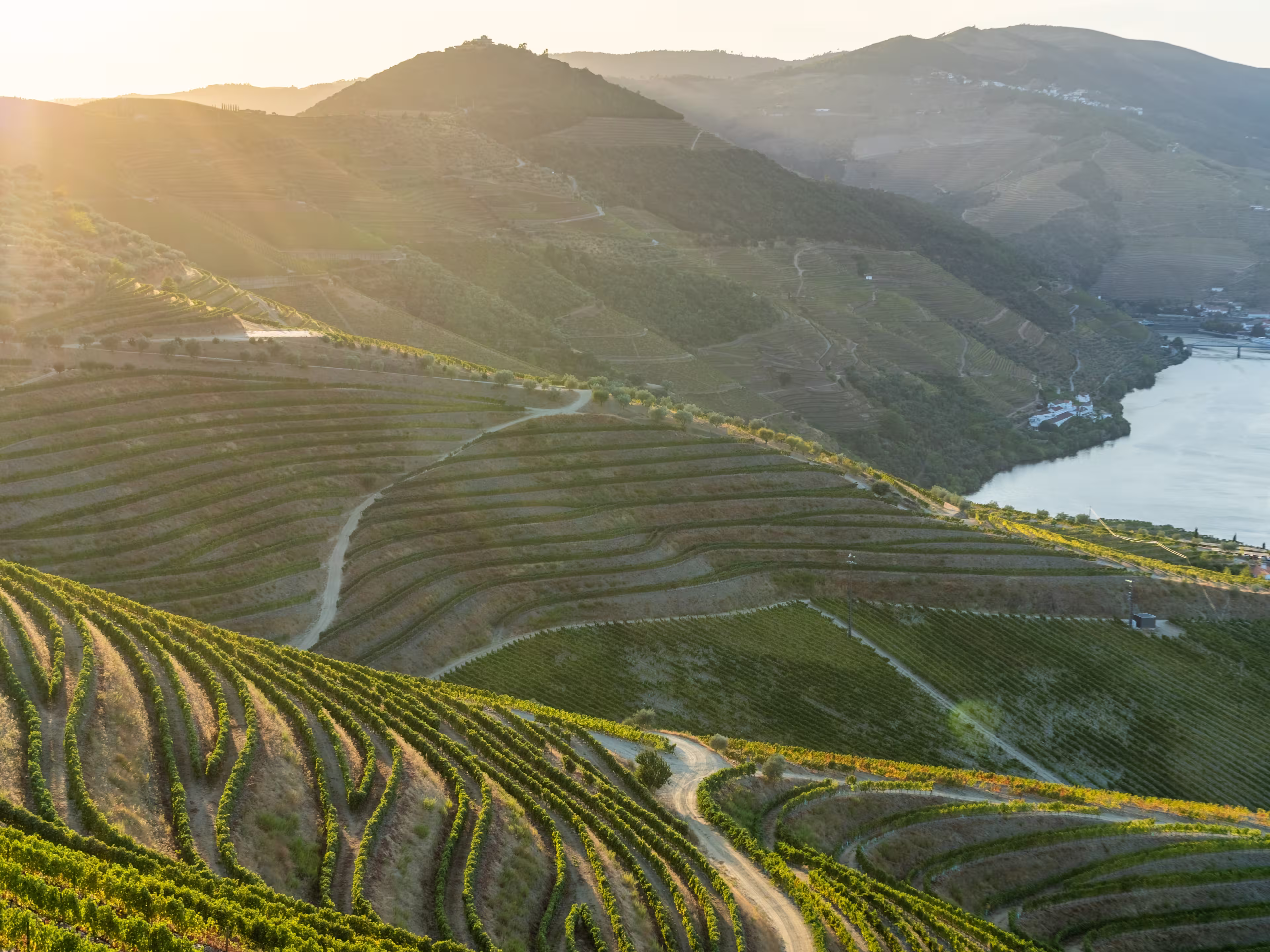 Douro Valley and Douro River at Sunset. Golden Hour. Vineyards and Terraces. Portugal. Grape Harvest Season