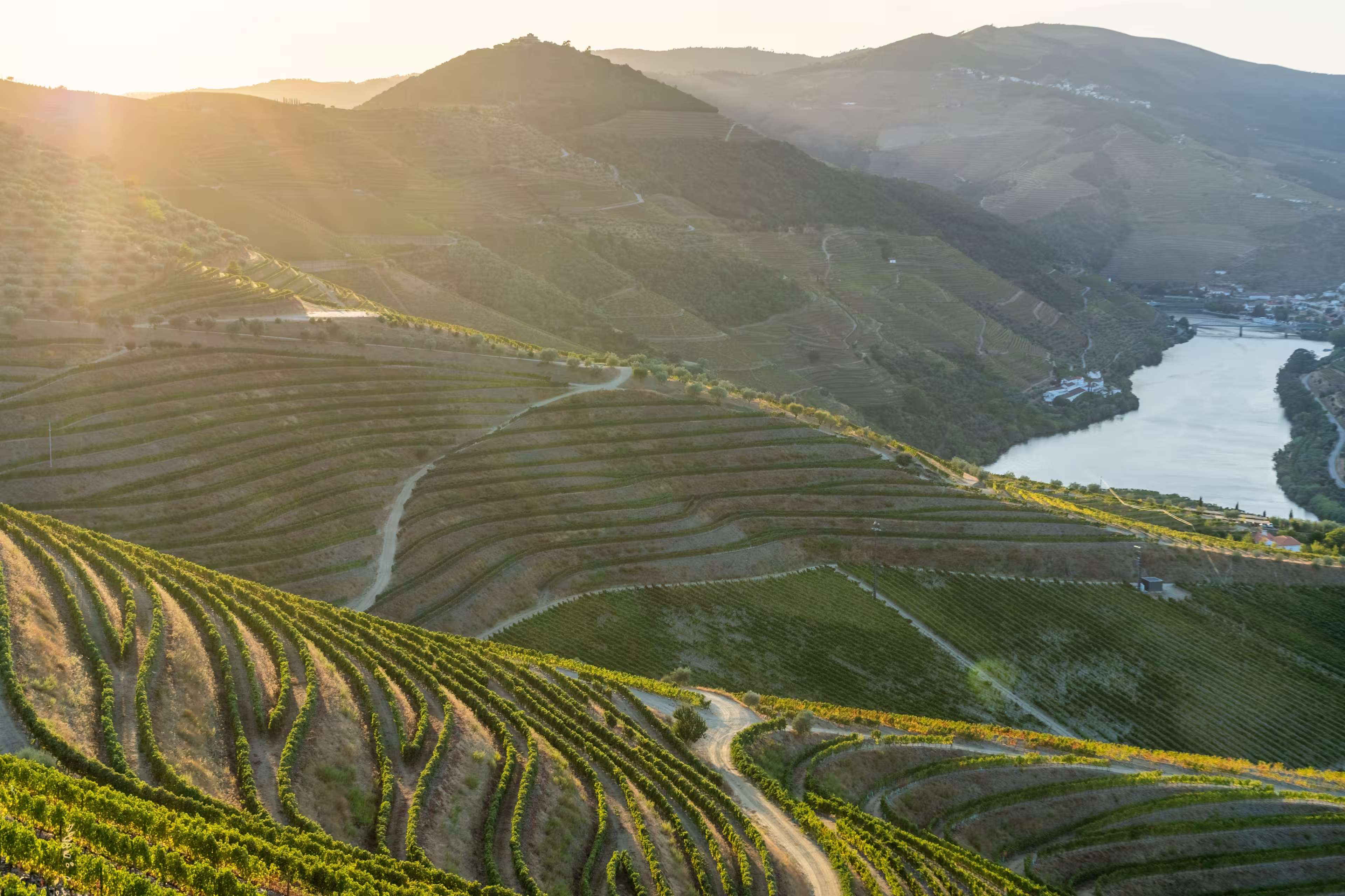 Douro Valley and Douro River at Sunset. Golden Hour. Vineyards and Terraces. Portugal. Grape Harvest Season