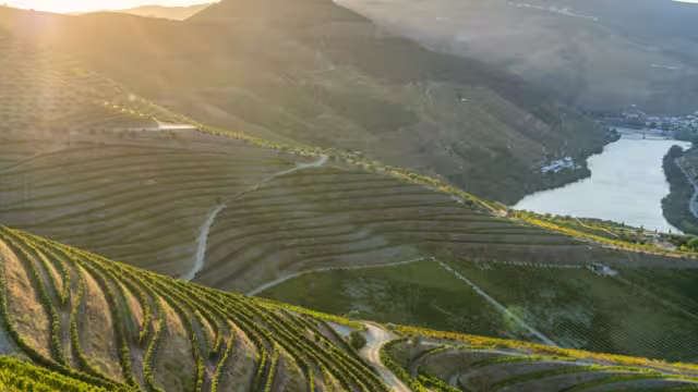 Douro Valley and Douro River at Sunset. Golden Hour. Vineyards and Terraces. Portugal. Grape Harvest Season