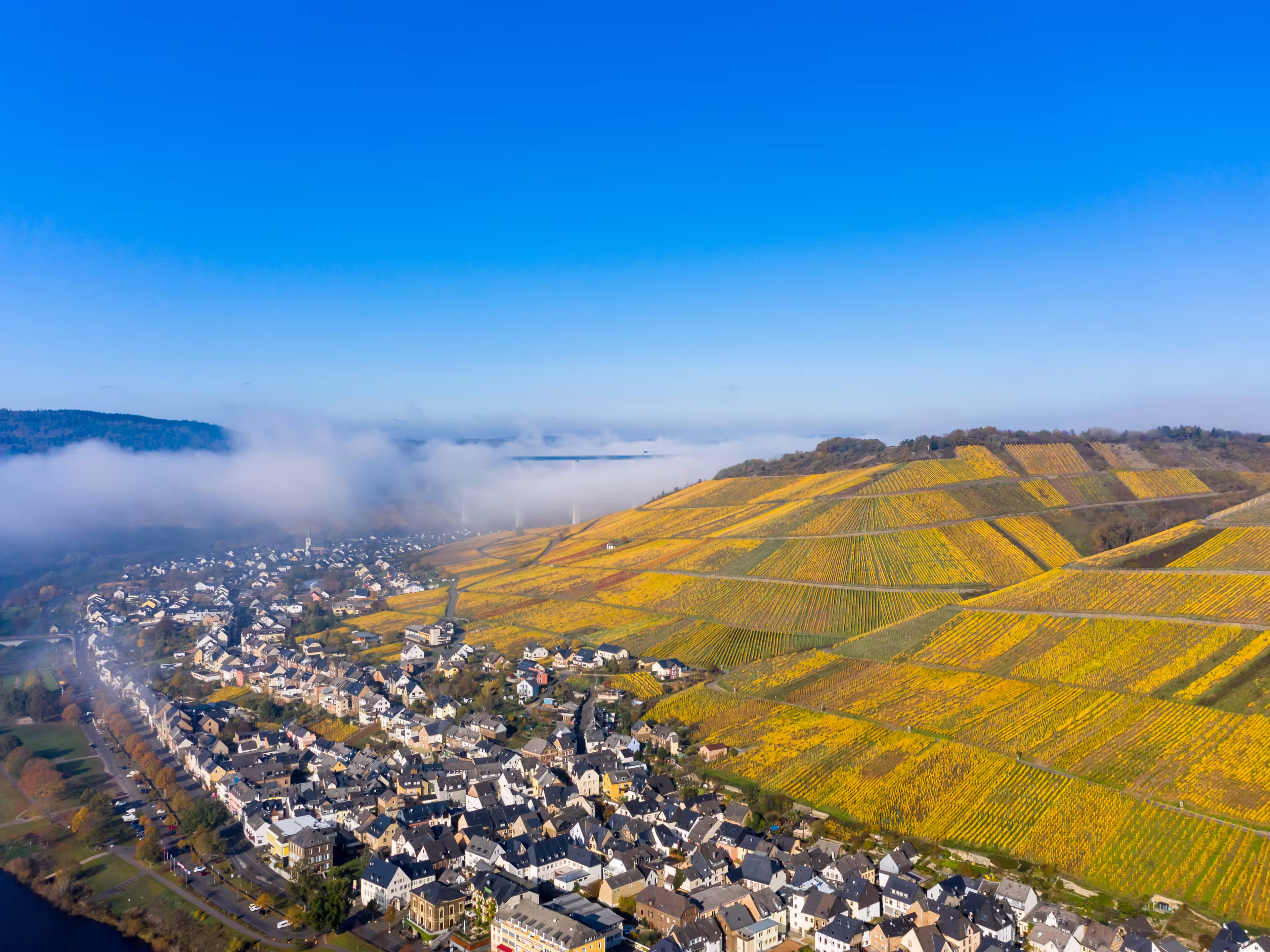 Aerial view, Hochmosel bridge over Moselle river, vineyards in autumn, Zeltingen-Rachtig, Rhineland-Palatinate, Germany