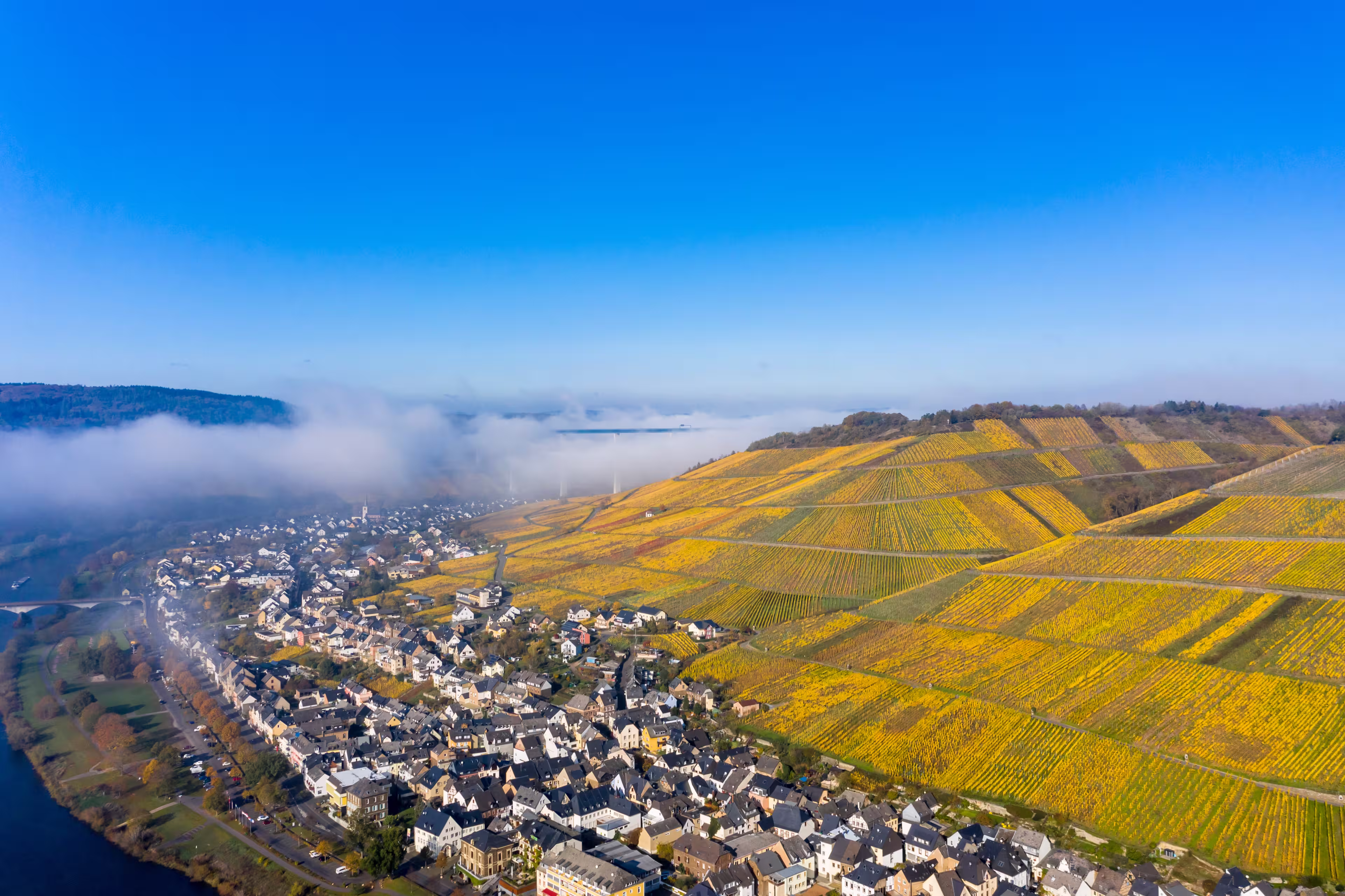 Aerial view, Hochmosel bridge over Moselle river, vineyards in autumn, Zeltingen-Rachtig, Rhineland-Palatinate, Germany