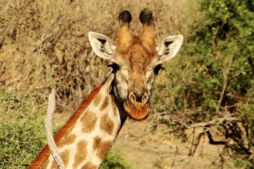 Südafrika – Durch Königreiche nach Kapstadt