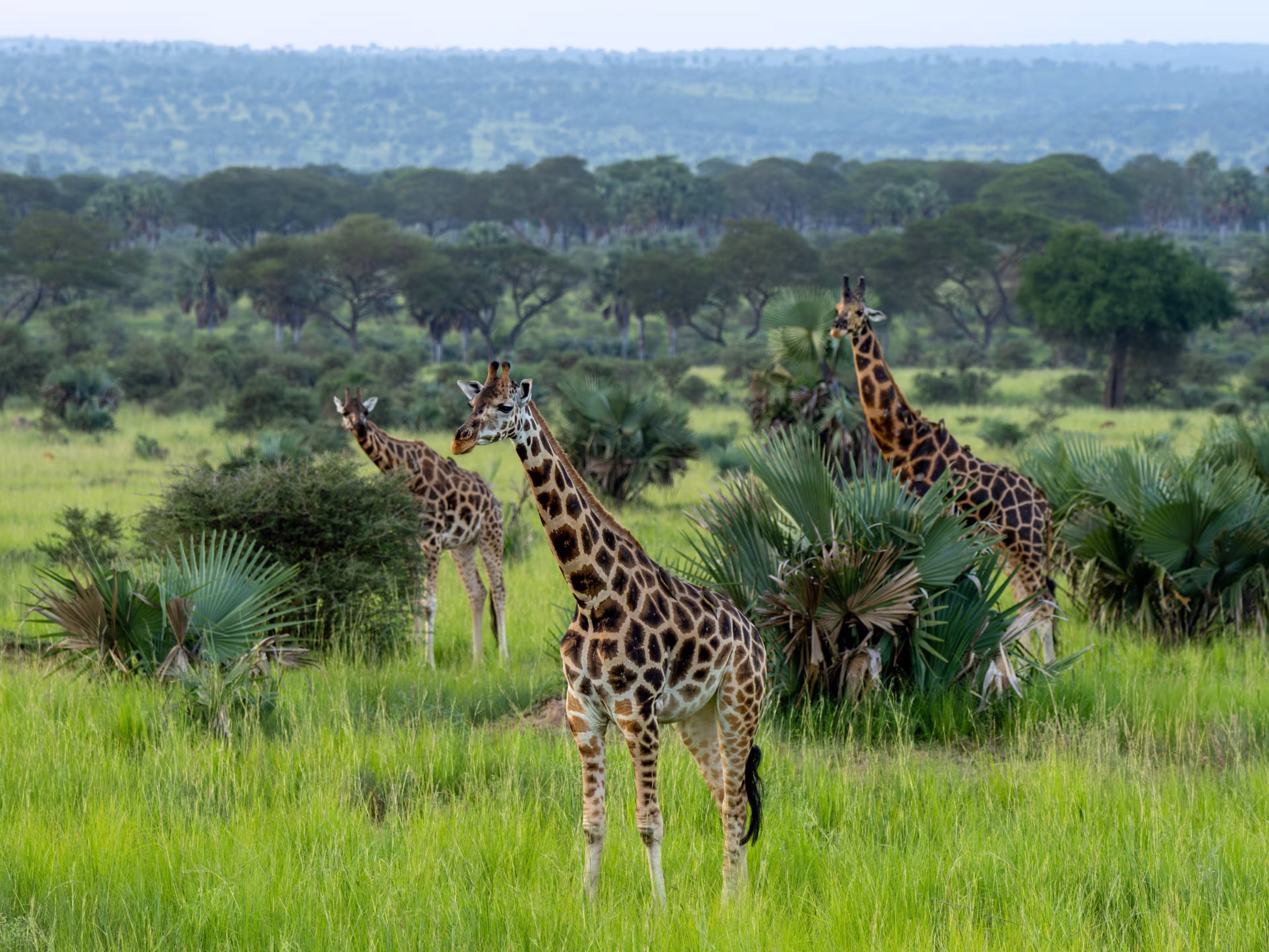 Rothschild's giraffe  (camelopardalis camelopardalis) walking in a Game Reserve Murchison Falls, Uganda, Africa.