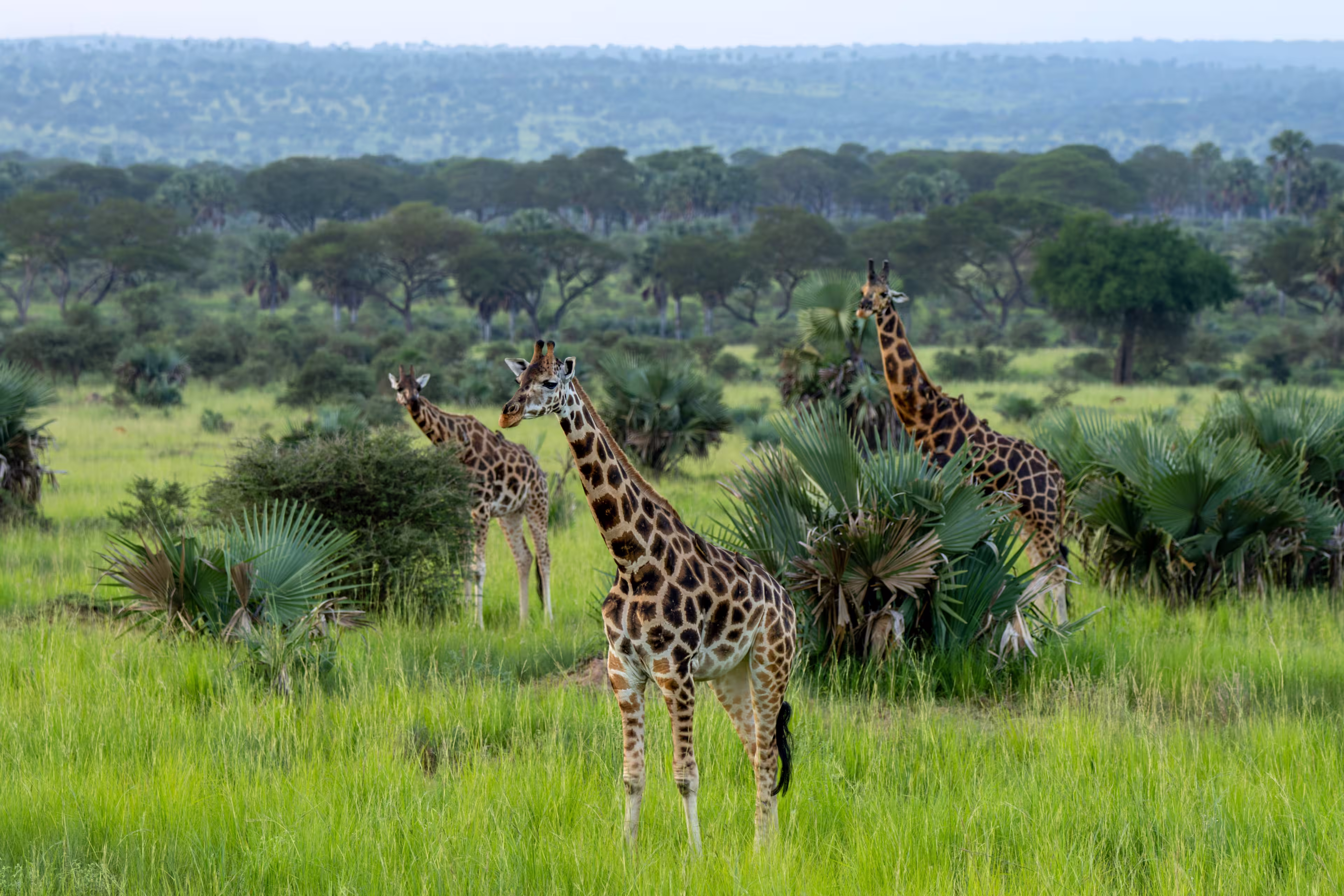 Rothschild's giraffe (camelopardalis camelopardalis) walking in a Game Reserve Murchison Falls, Uganda, Africa.