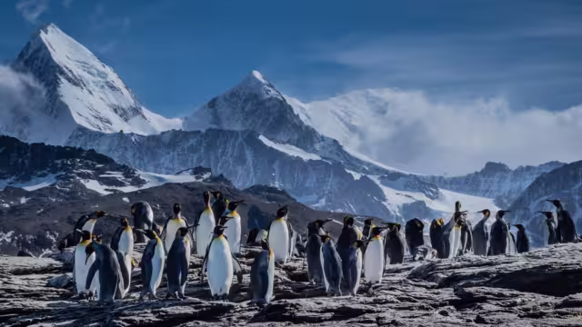King Penguins chatter and socialise against the backdrop of the South Georgia mountains