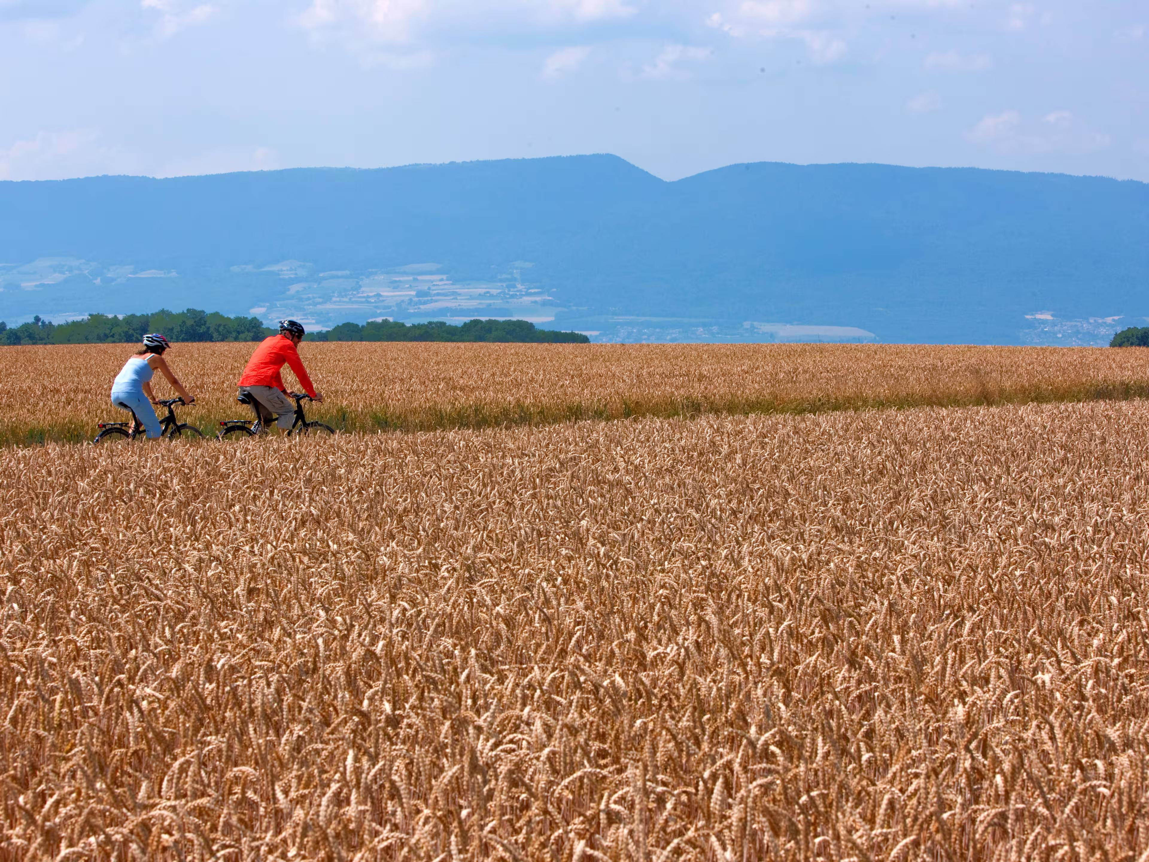 Mittelland-Route Weizenfeld
