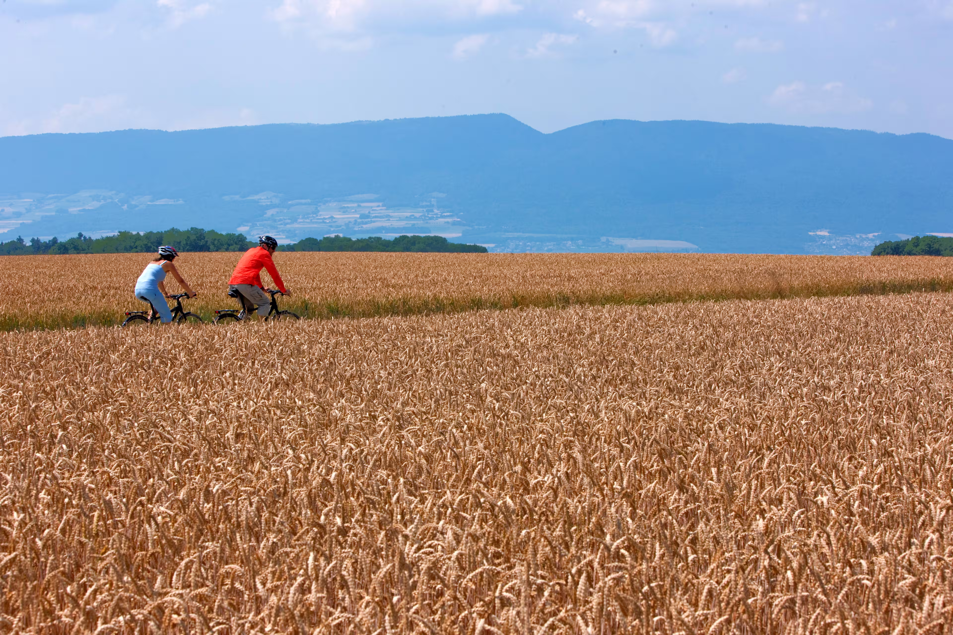 Mittelland-Route Weizenfeld