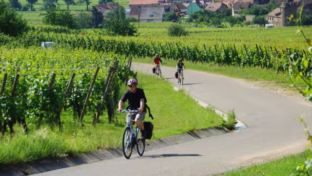 Radfahren Elsass