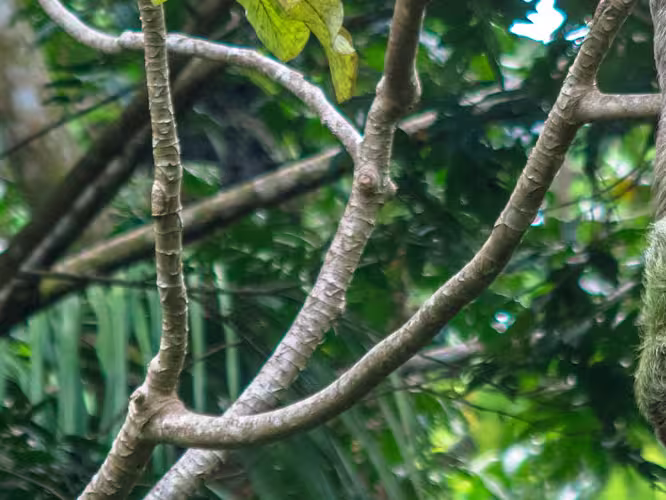 Sloth hangs from tree branch in Manuel Antonio National Park, Costa Rica