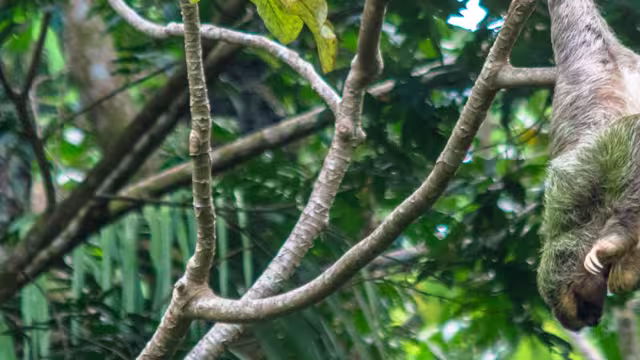 Sloth hangs from tree branch in Manuel Antonio National Park, Costa Rica